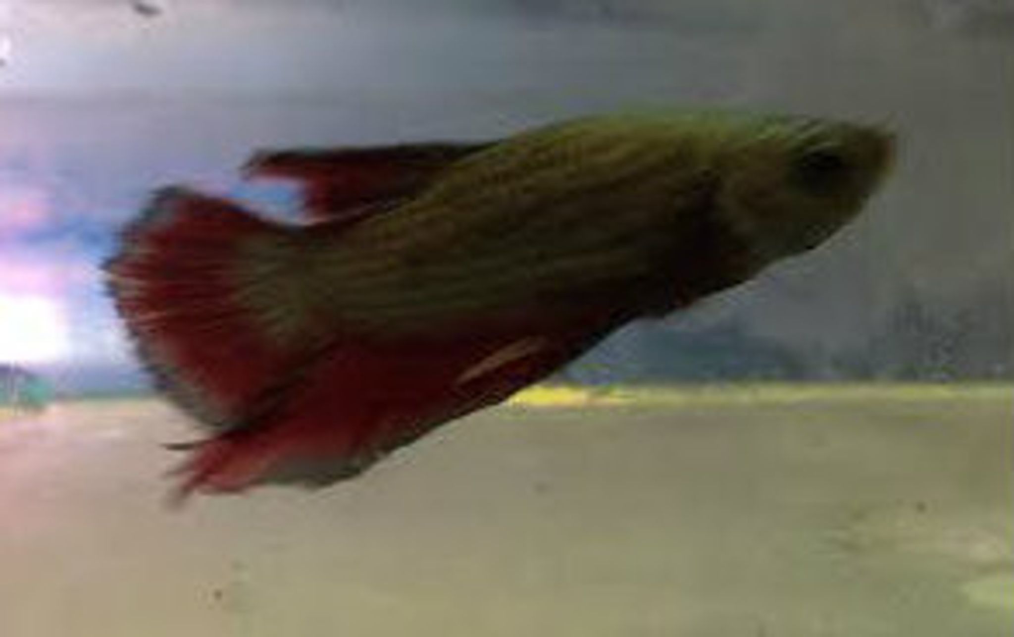 Dragon Scale Plakat Betta
