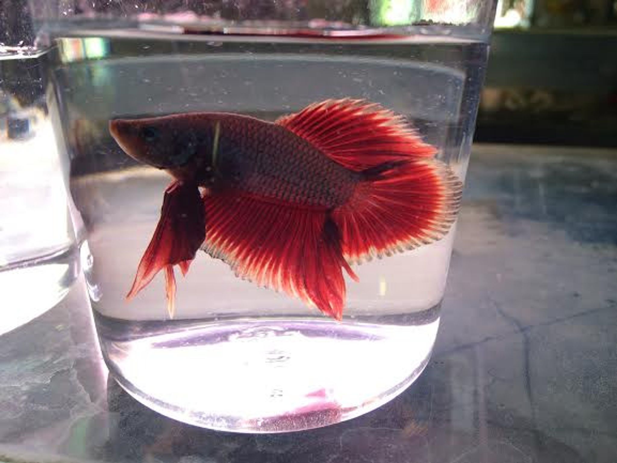 Dragon Scale Plakat Betta