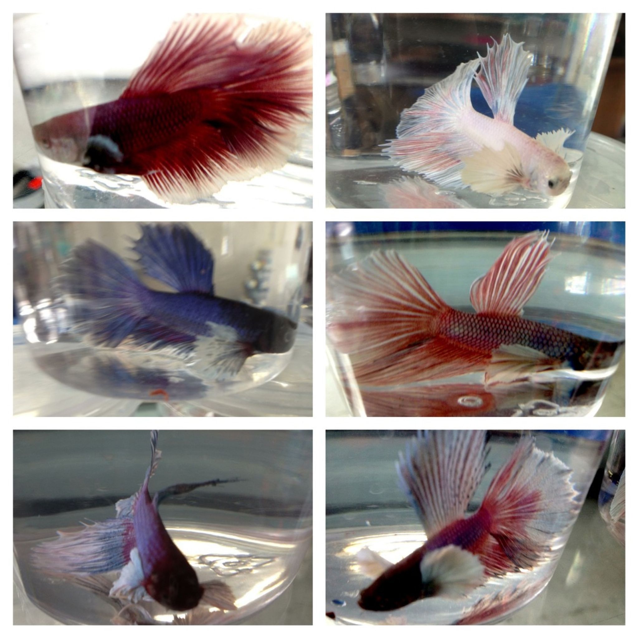 Dumbo Betta (Big Ear Betta)