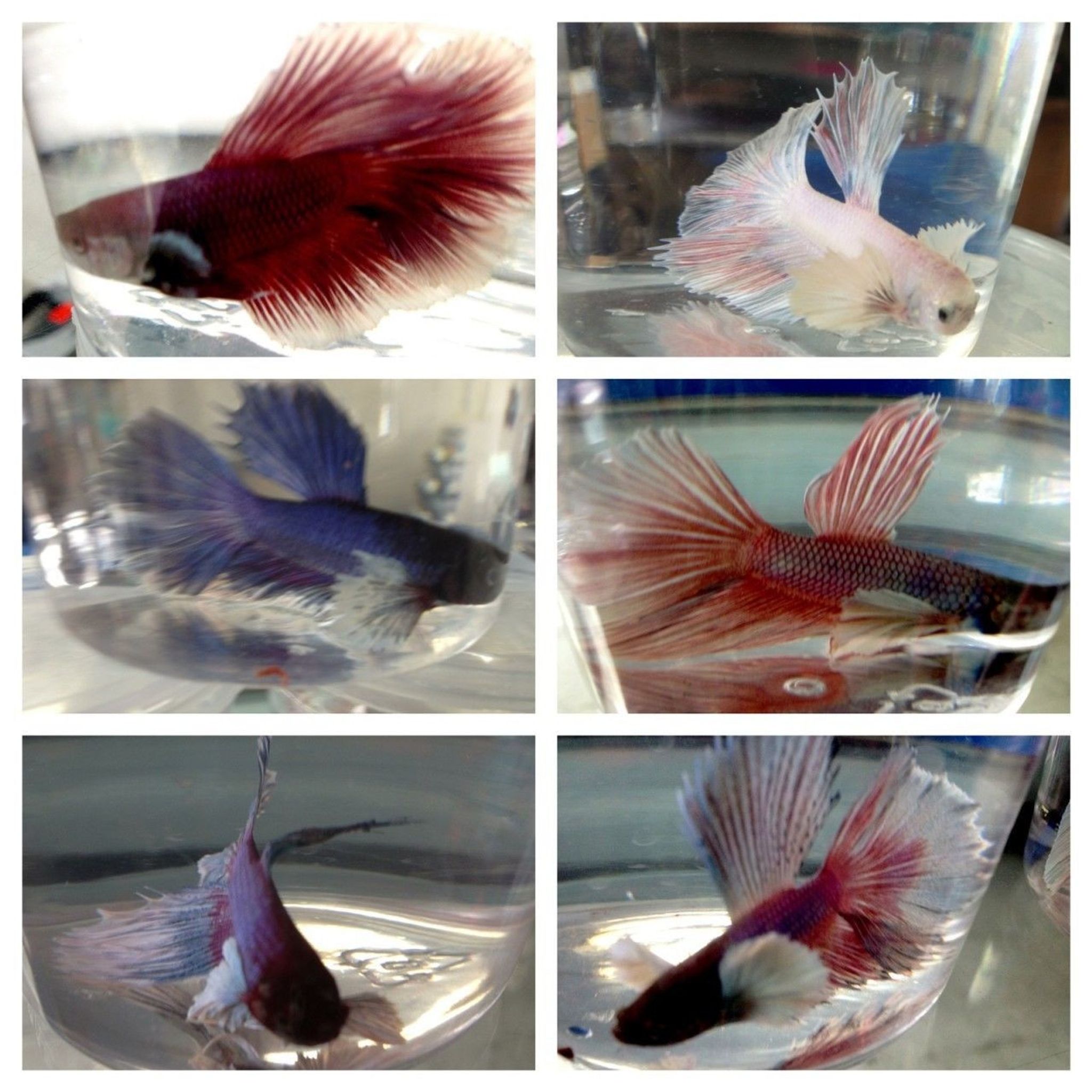 Dumbo Betta Fish (Big Ear Betta / Elephant Ear Betta Fish)