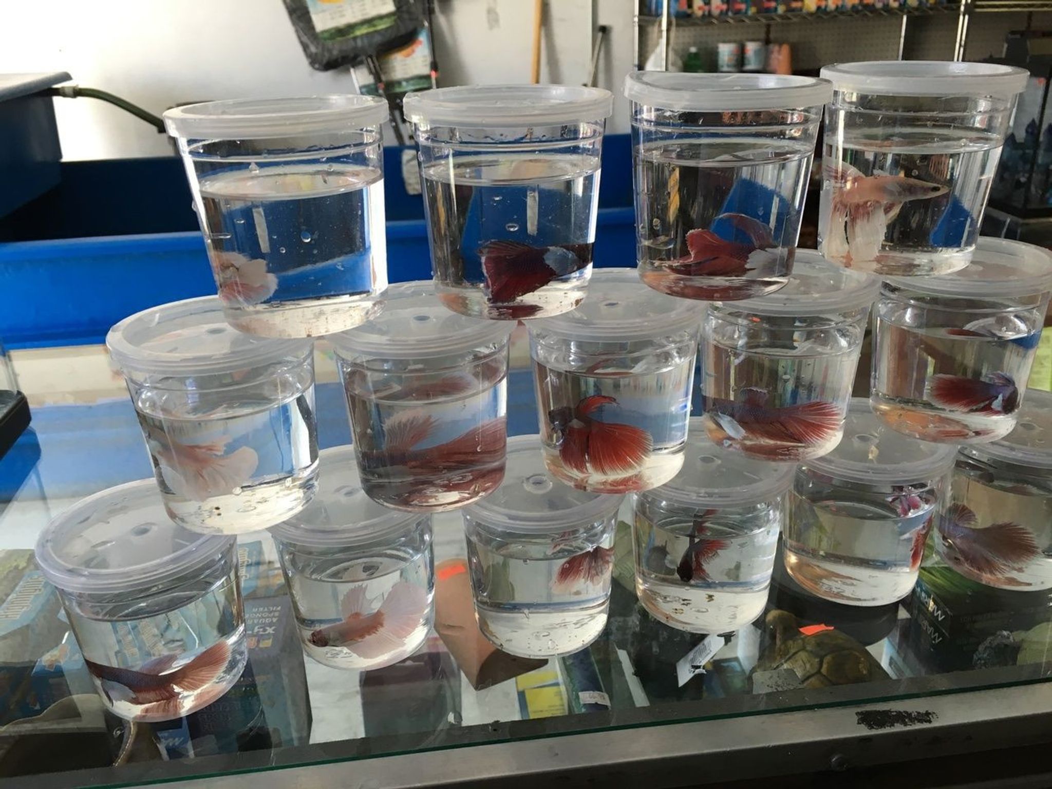 Dumbo Betta Fish (Big Ear Betta / Elephant Ear Betta Fish)