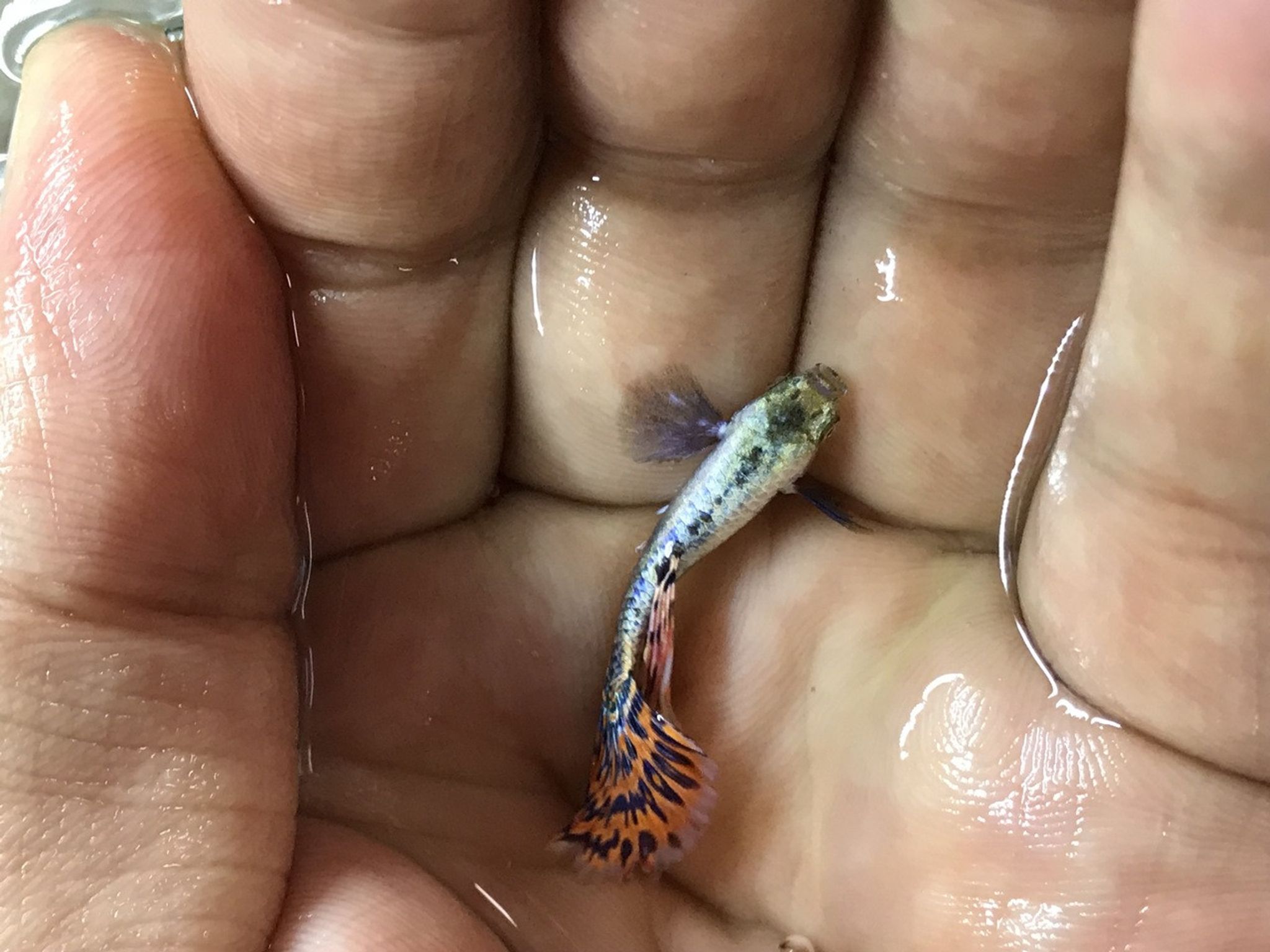 Dumbo Guppy