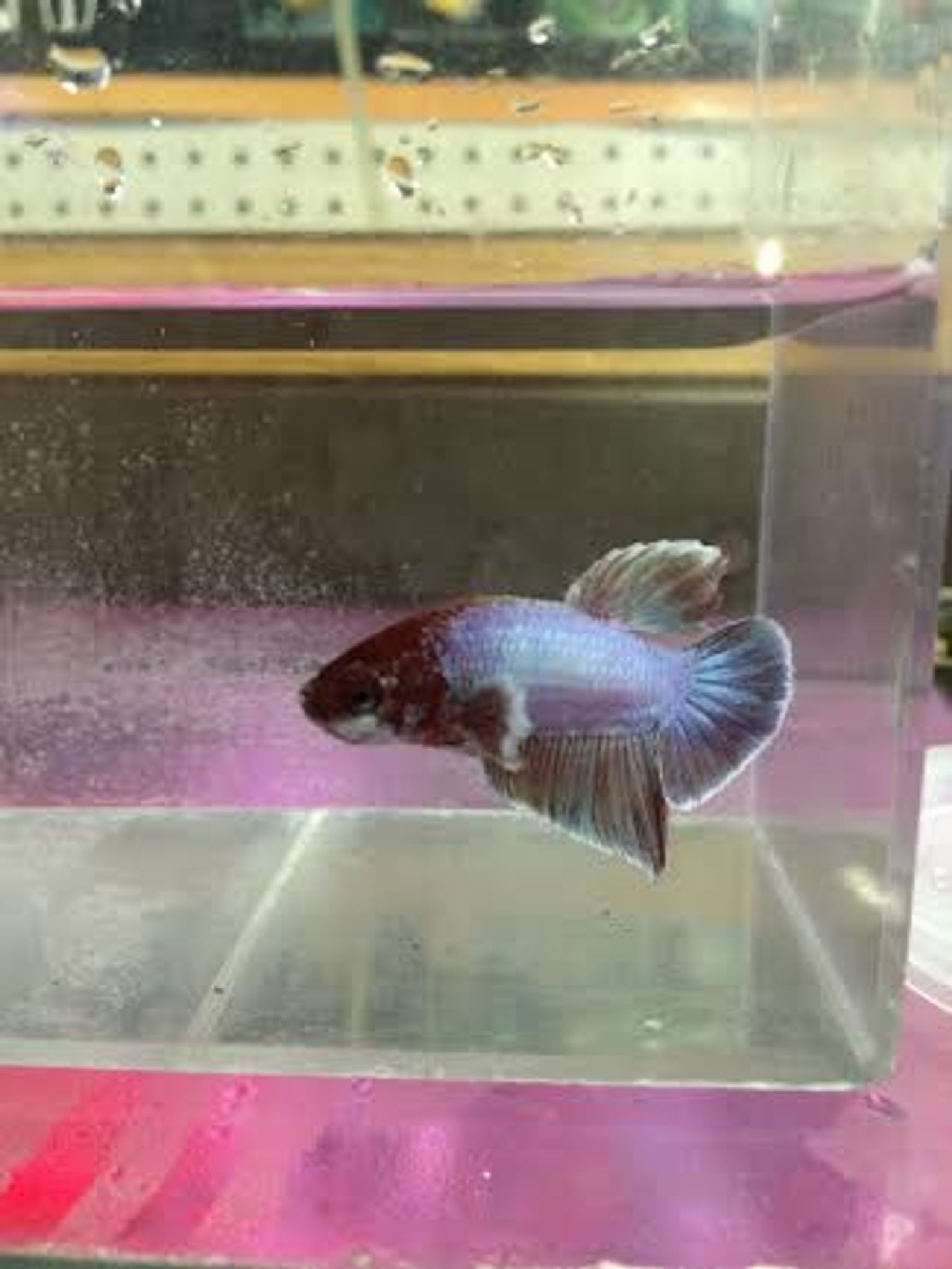 Dumbo Plakat Betta