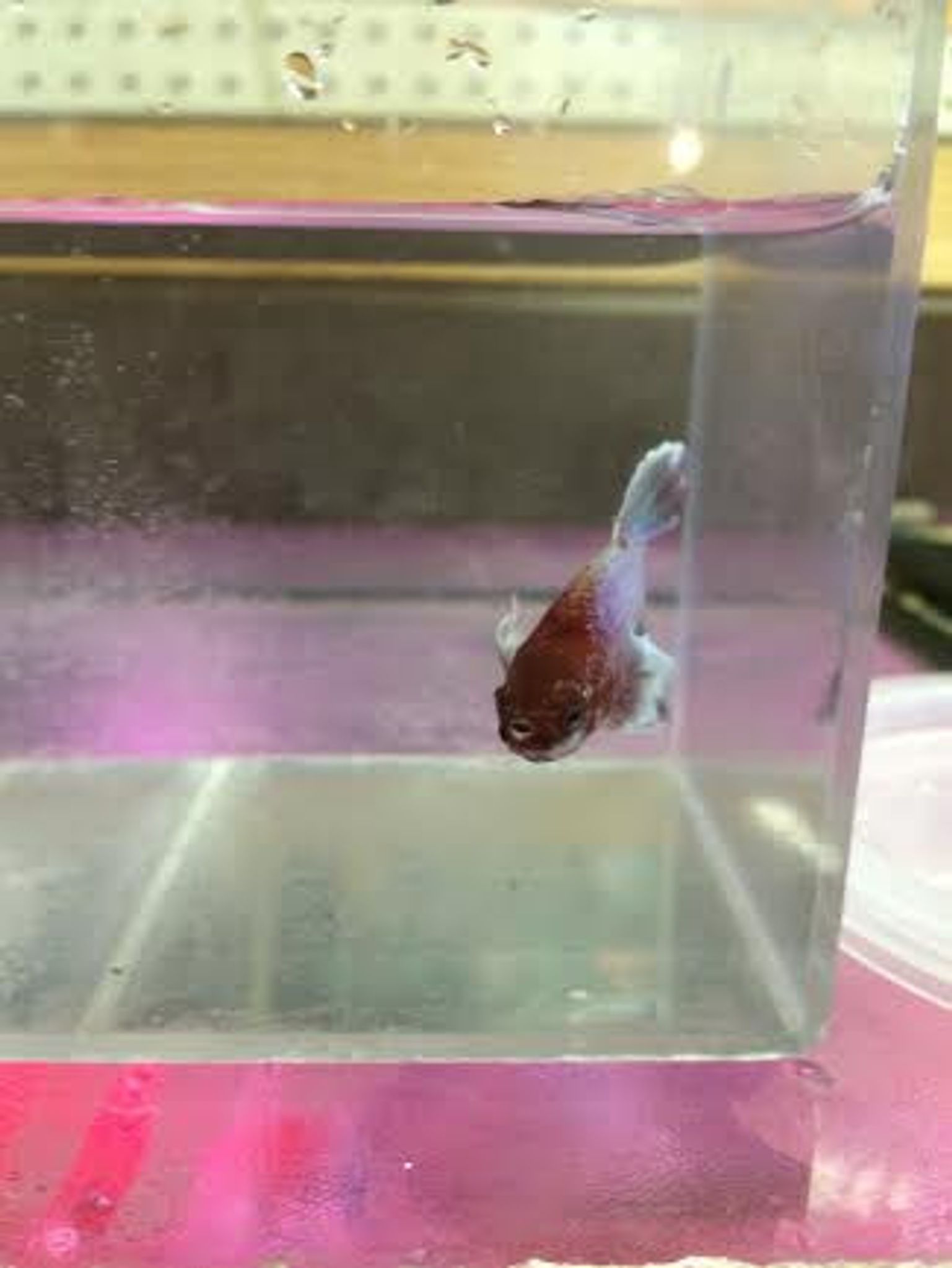 Dumbo Plakat Betta