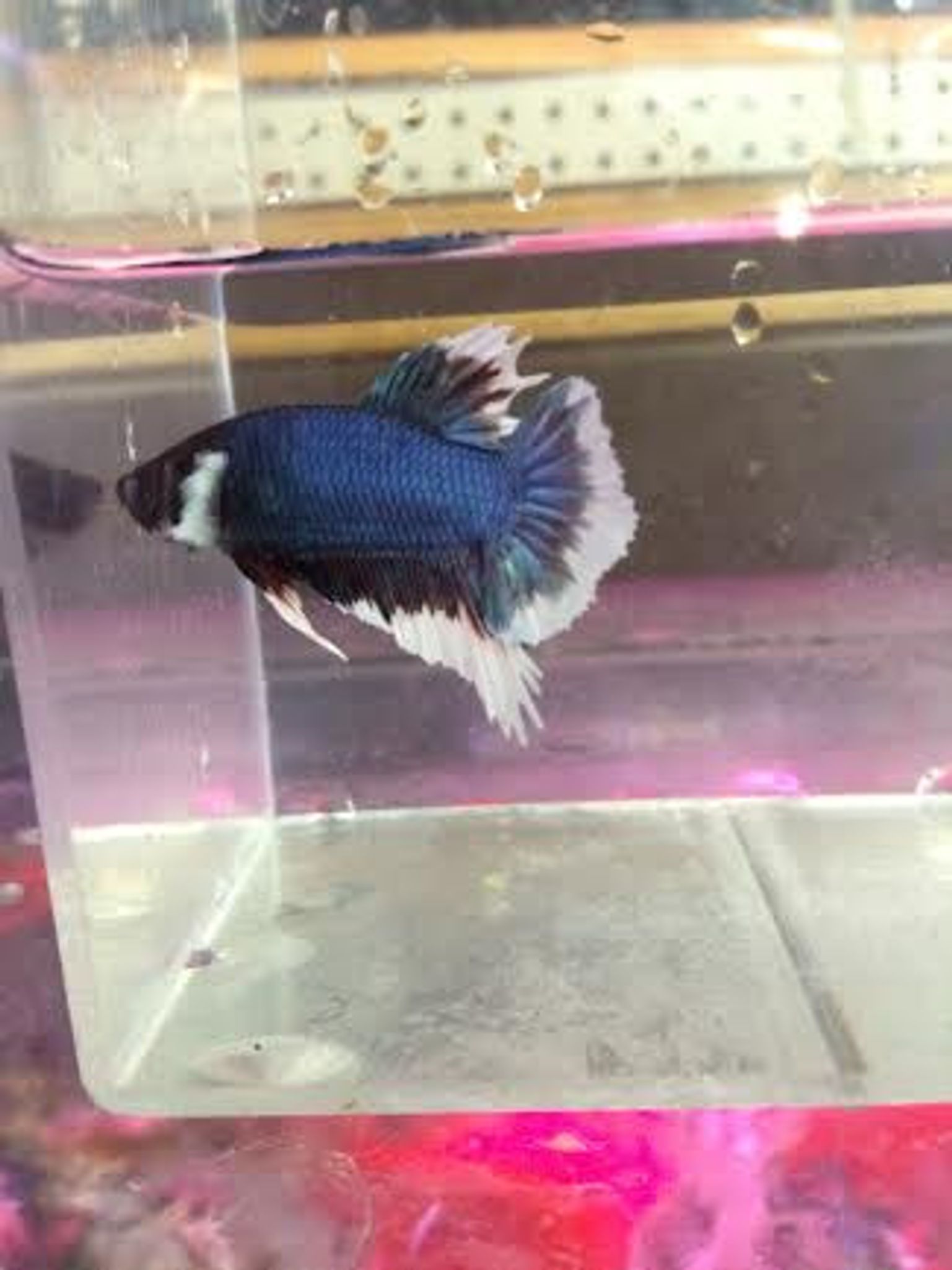 Dumbo Plakat Betta