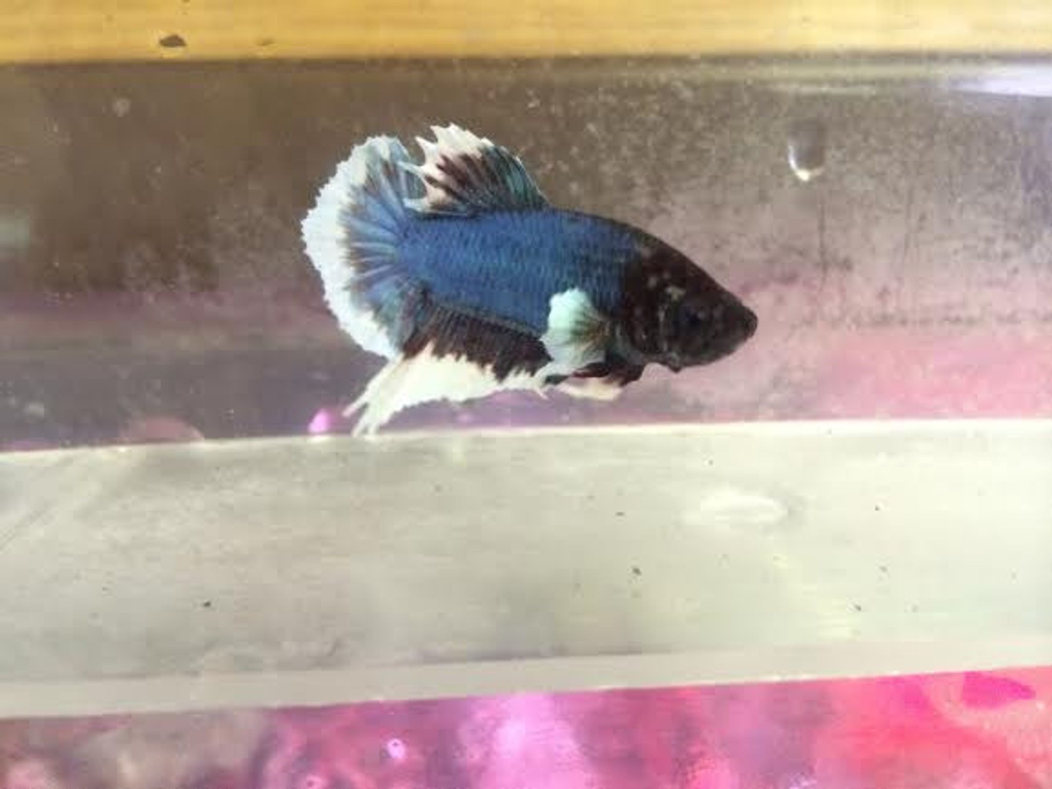 Dumbo Plakat Betta