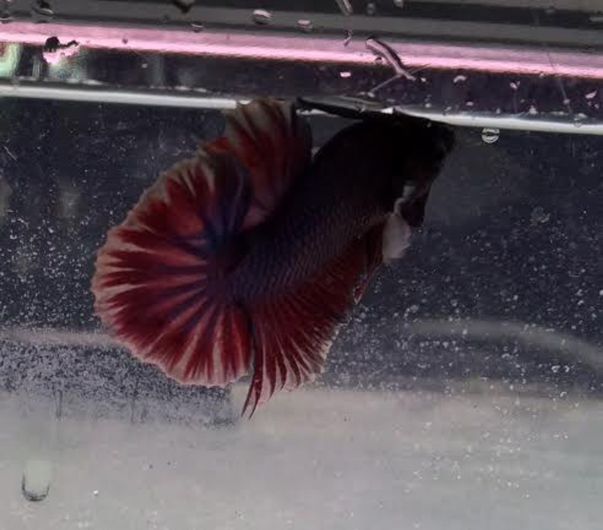 Dumbo Plakat Betta
