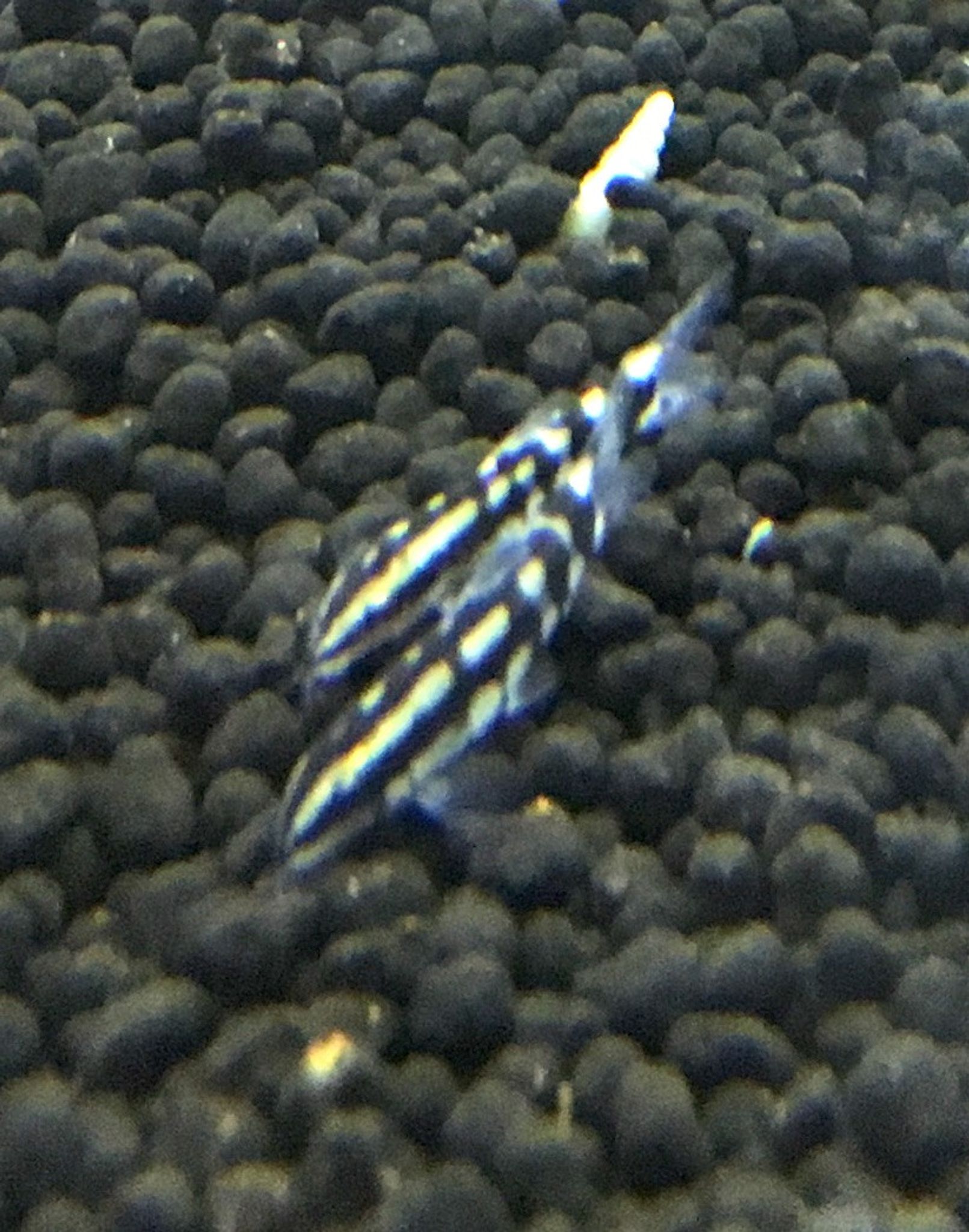 Dwarf Chain Loach