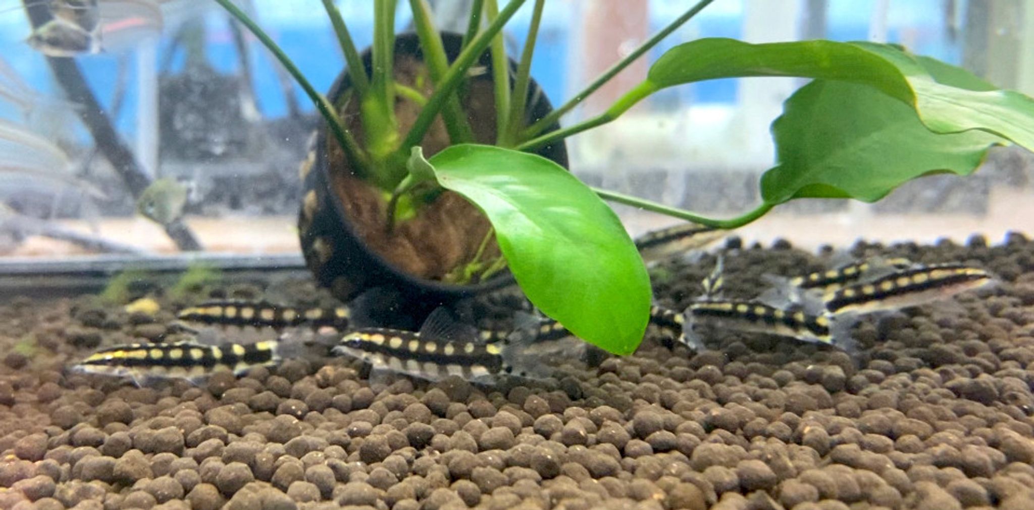 Dwarf Chain Loach