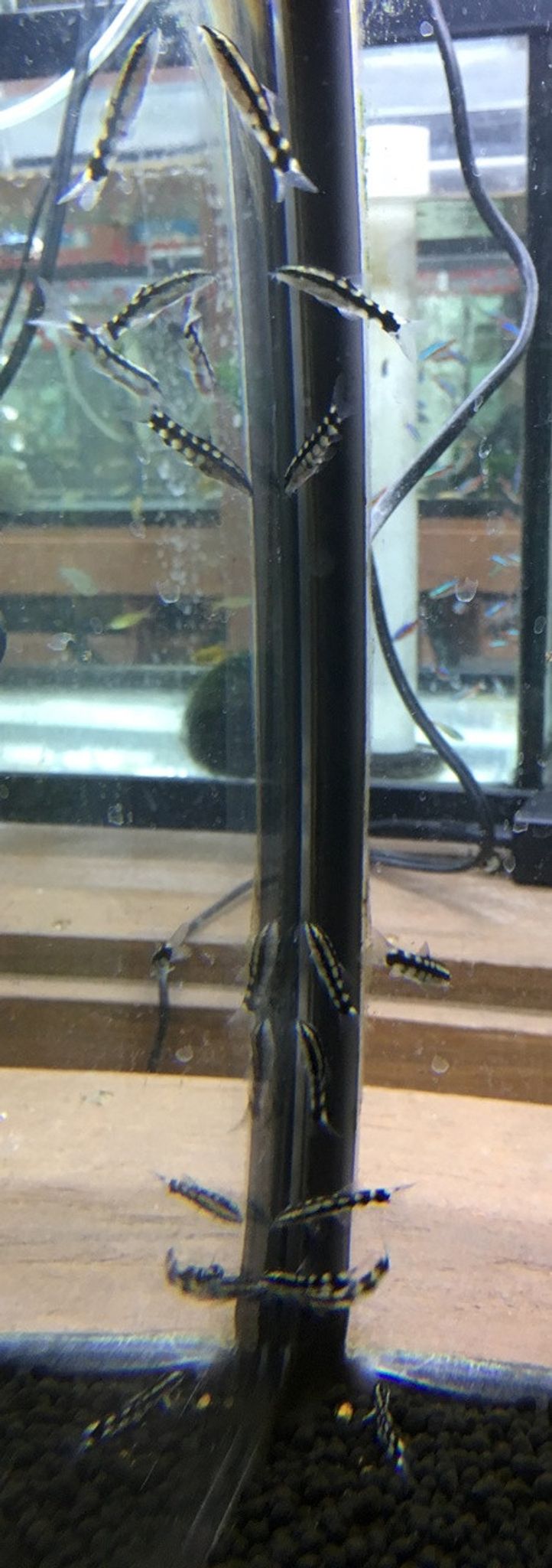 Dwarf Chain Loach