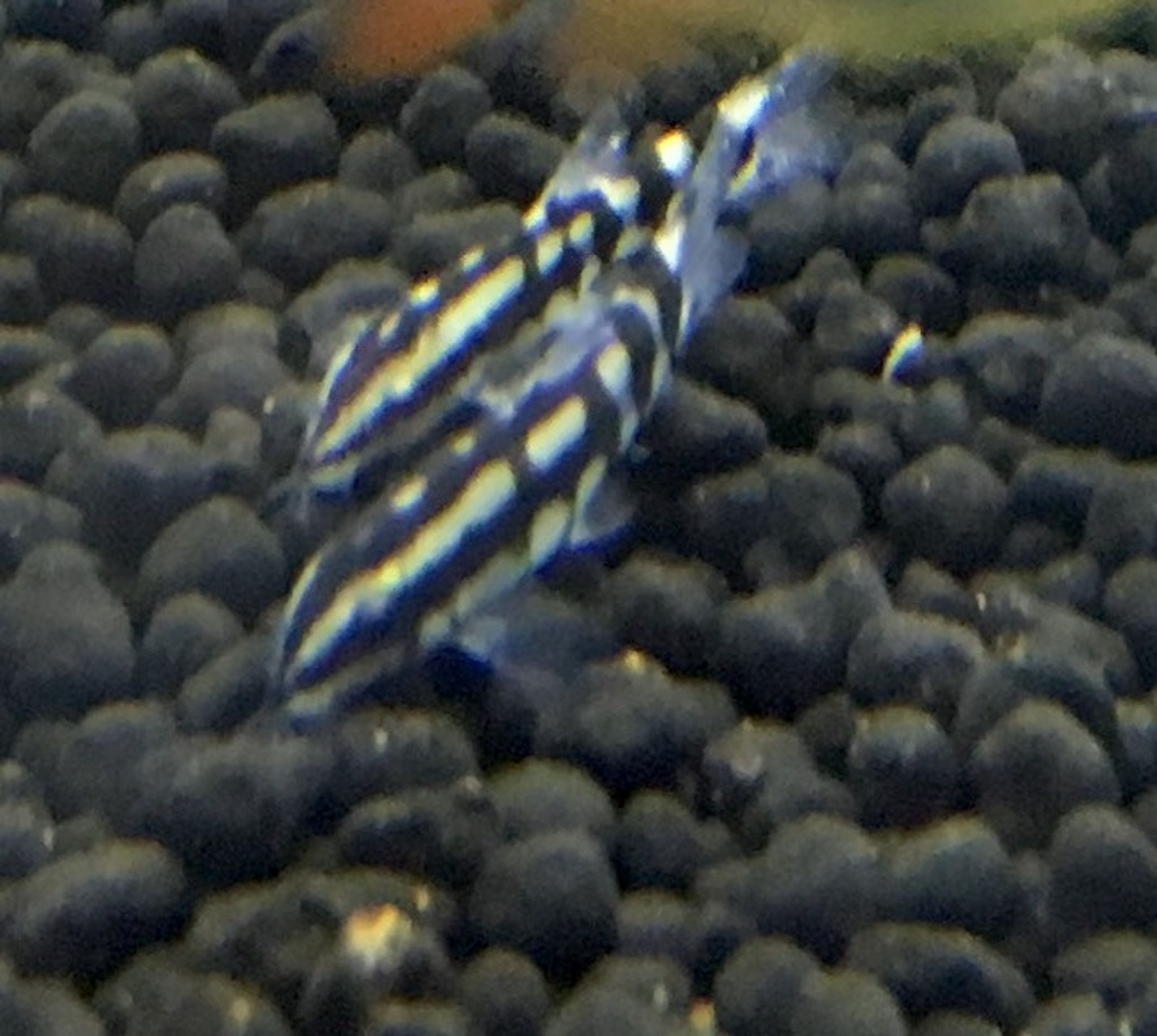 Dwarf Chain Loach
