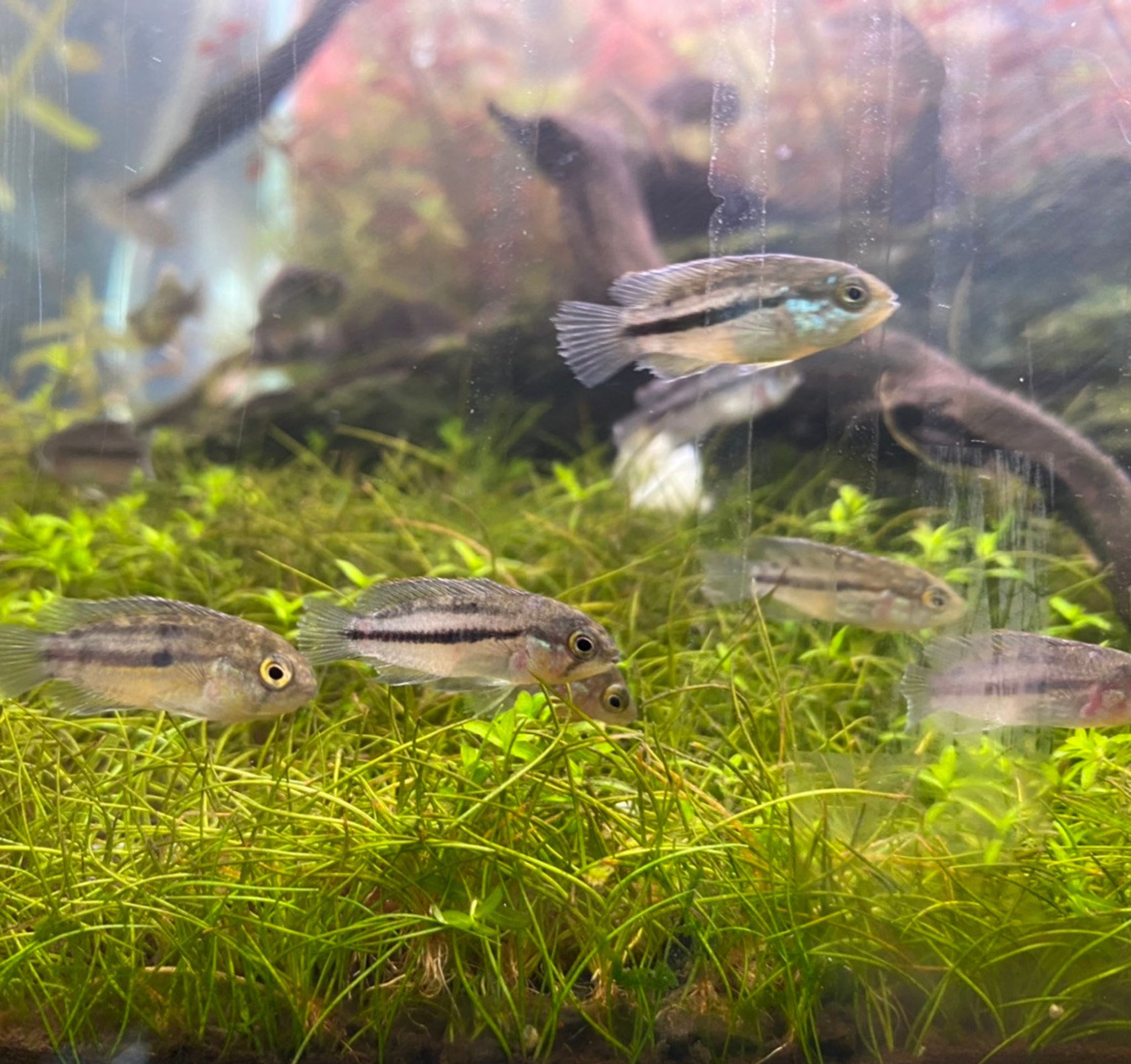 Dwarf Cockatoo Cichlid - Apistogramma cacatuoides
