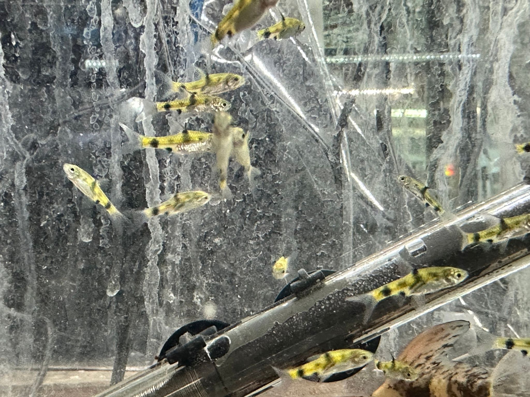 Dwarf Golden Barb