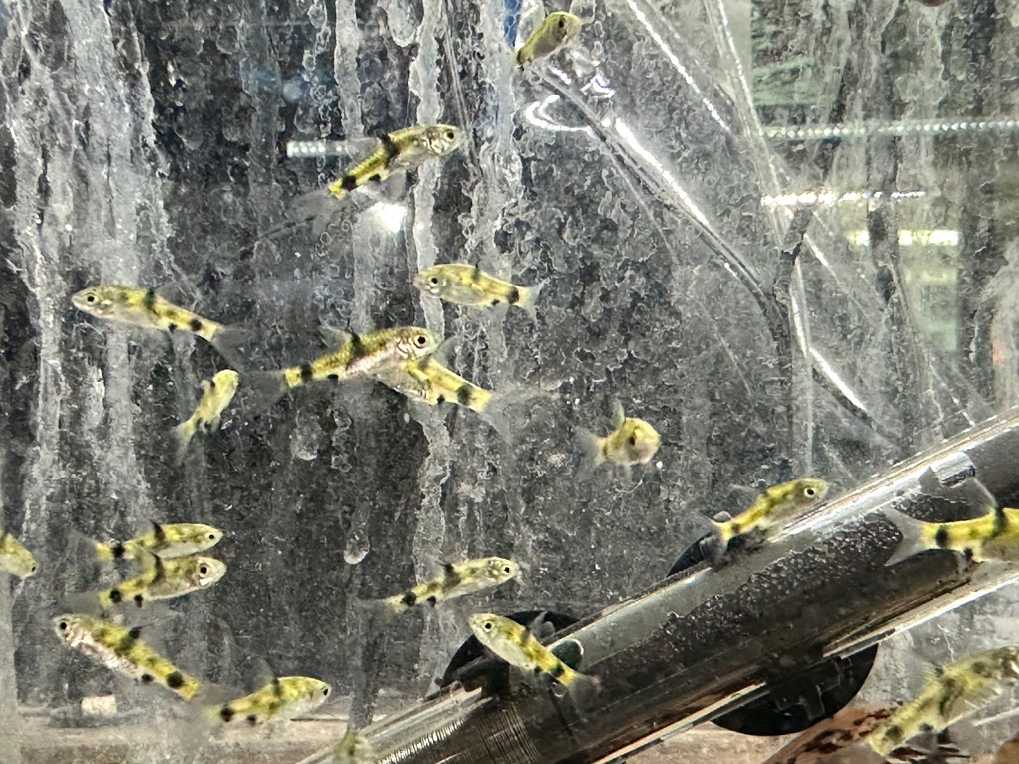 Dwarf Golden Barb