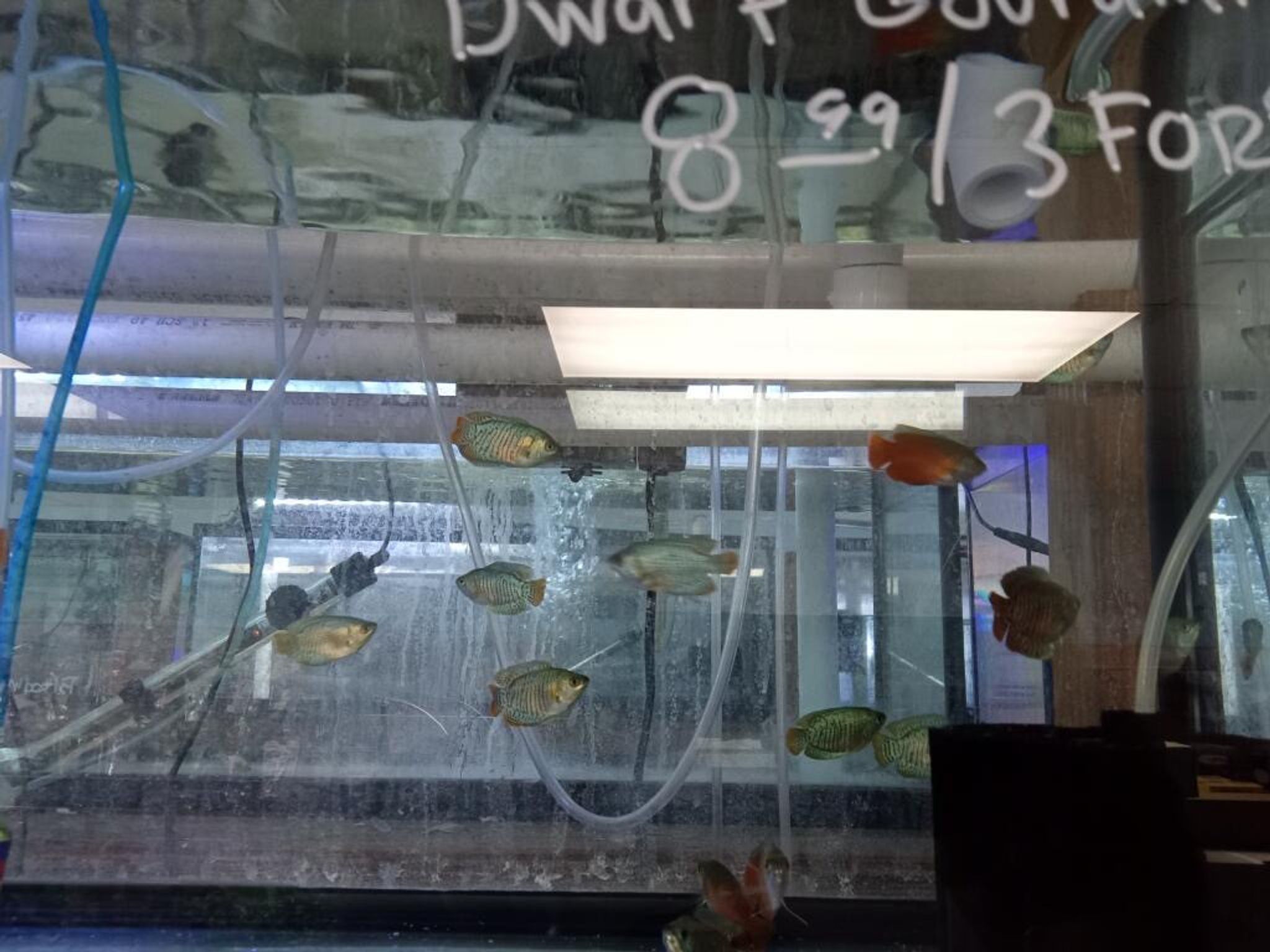 Dwarf Gourami, Assorted