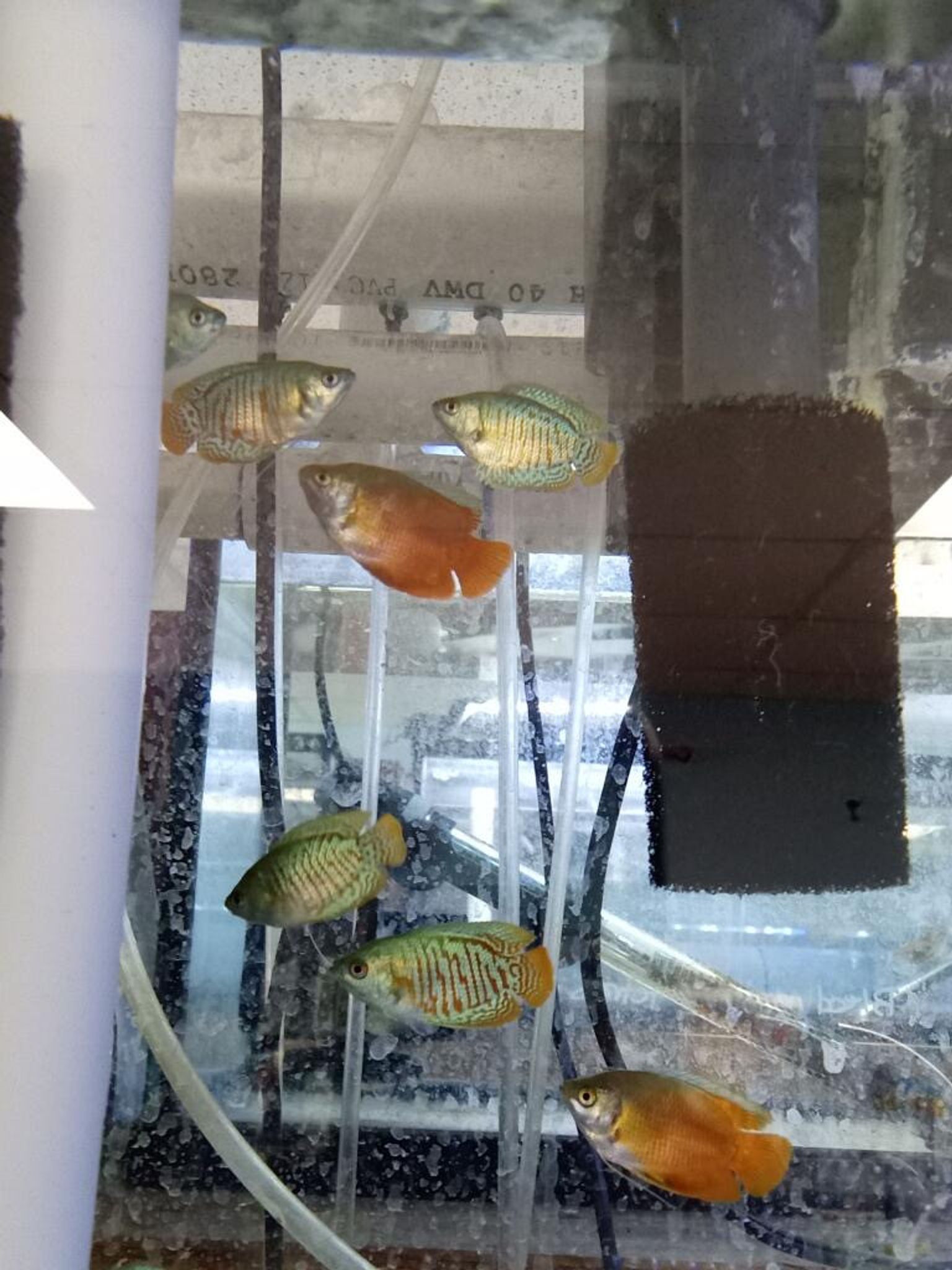 Dwarf Gourami, Assorted