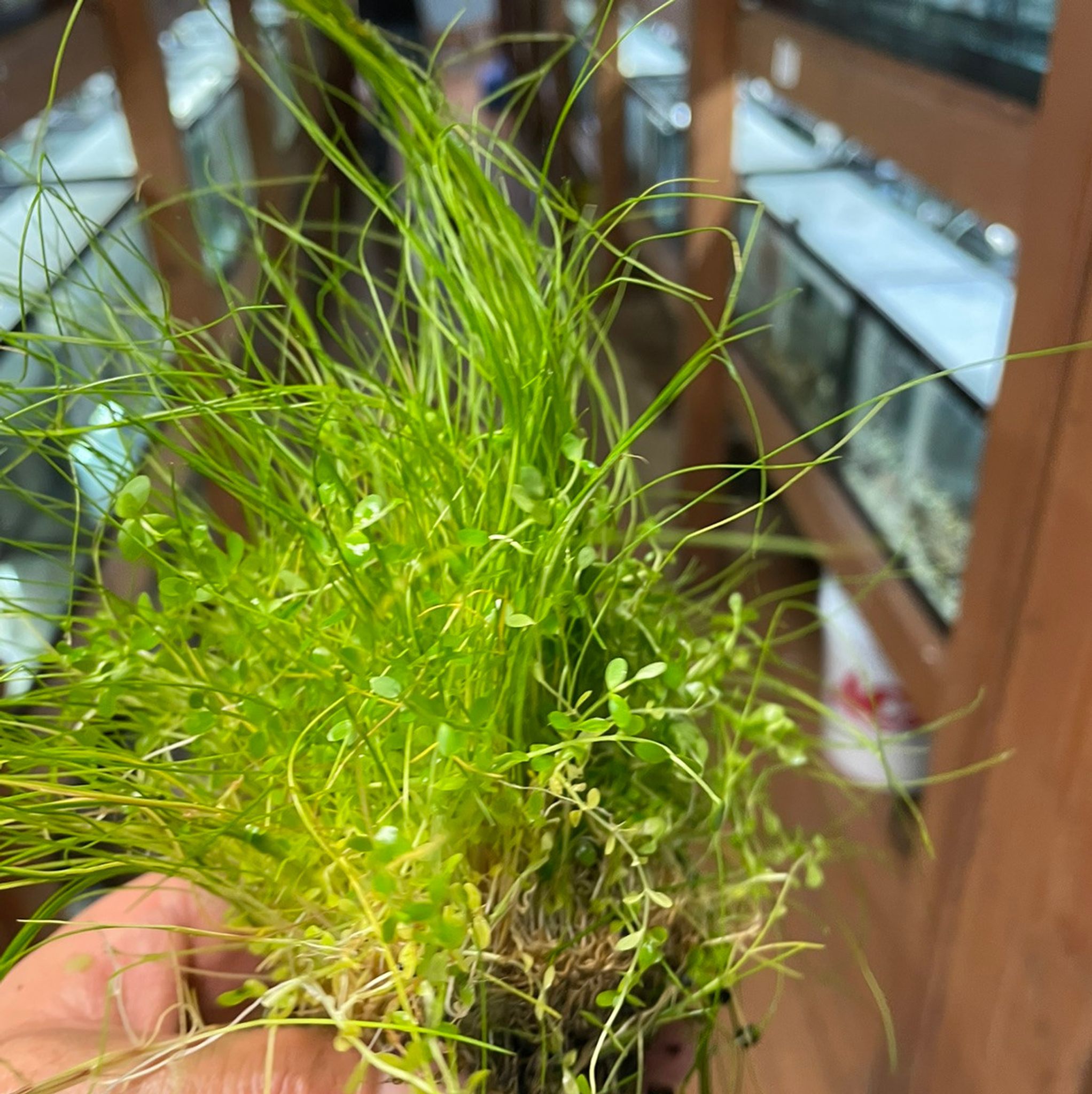 Dwarf Hair Grass Mat