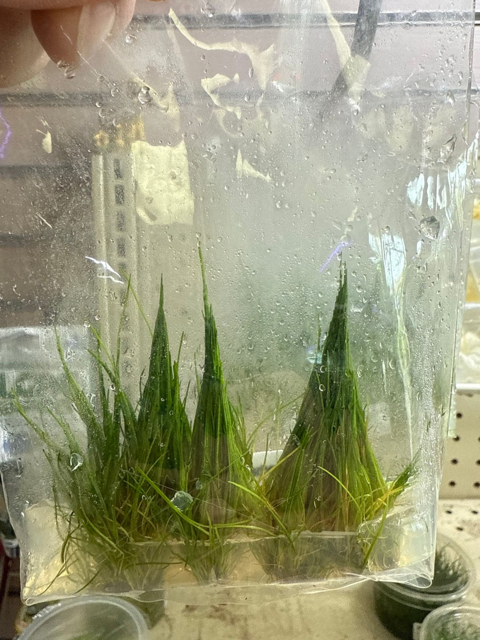 Dwarf Hair Grass mini TC