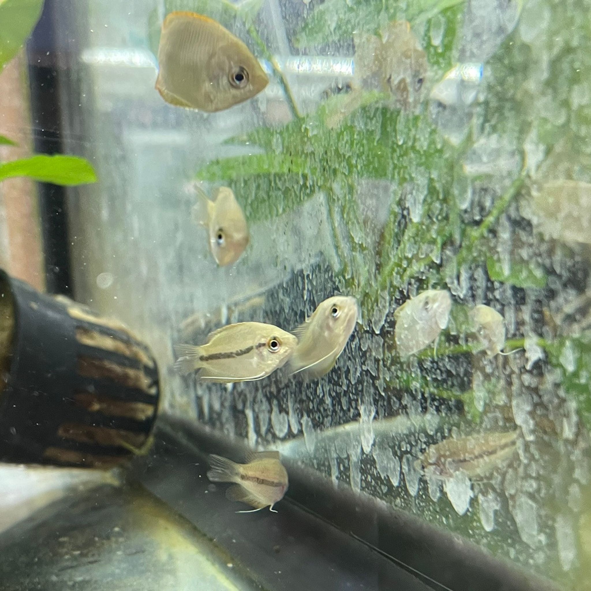 Dwarf Honey Gourami