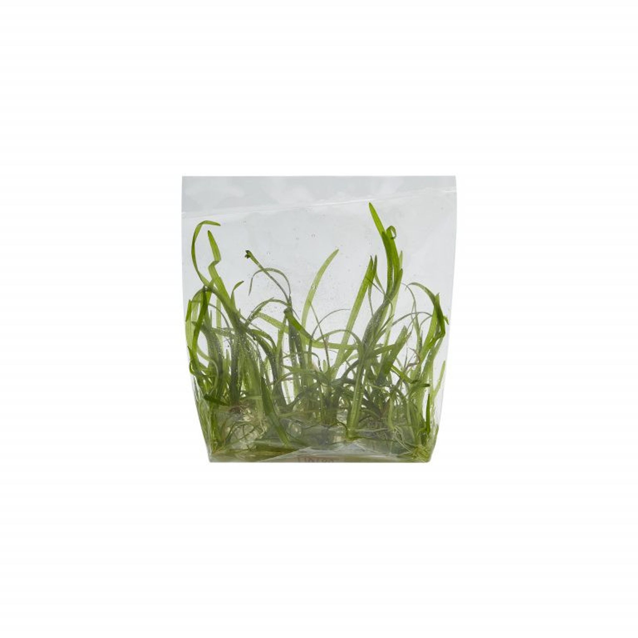 Dwarf Sagittaria 'Sagittaria subulata' UNS Tissue Culture