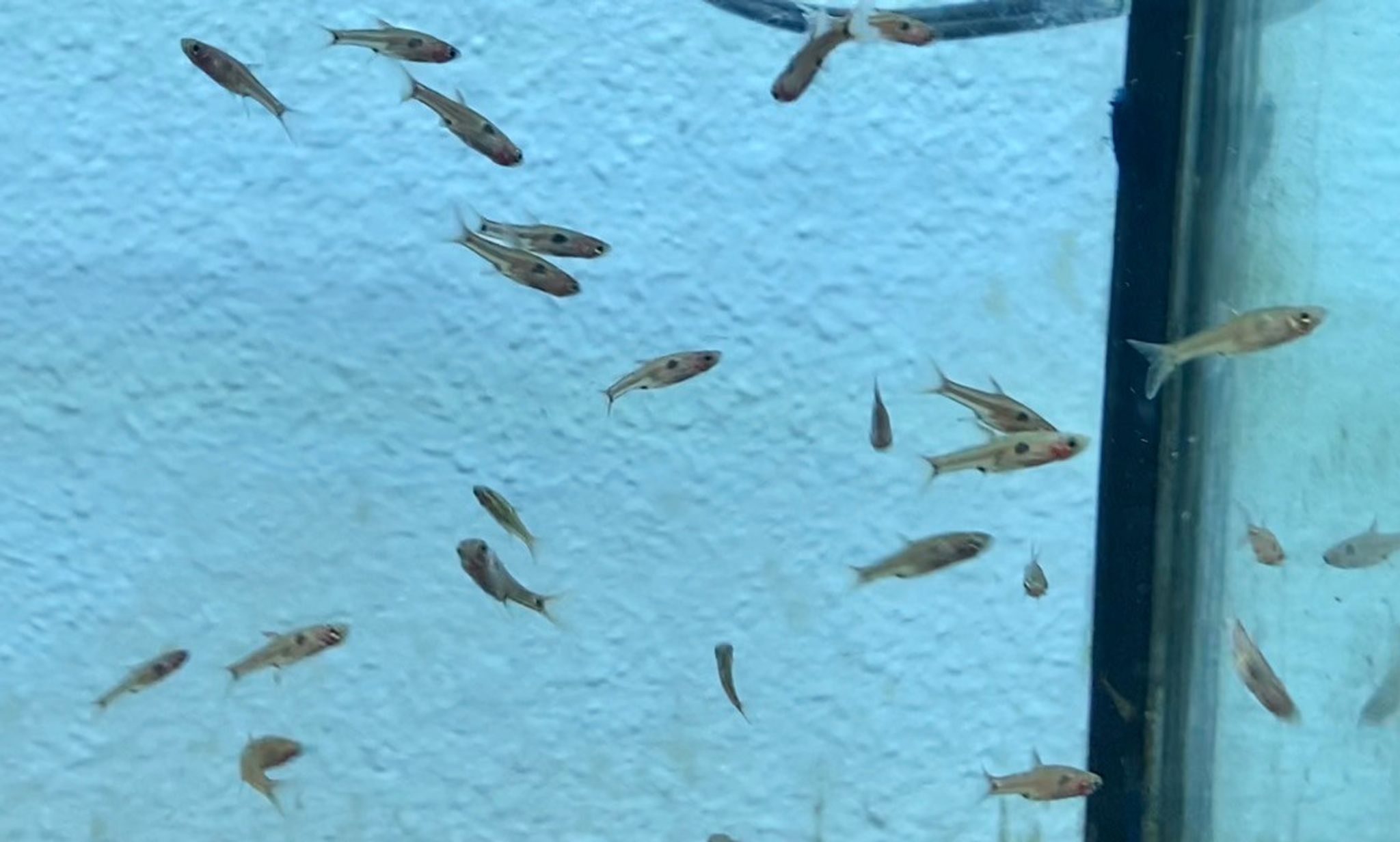 Dwarf Spotted Rasbora