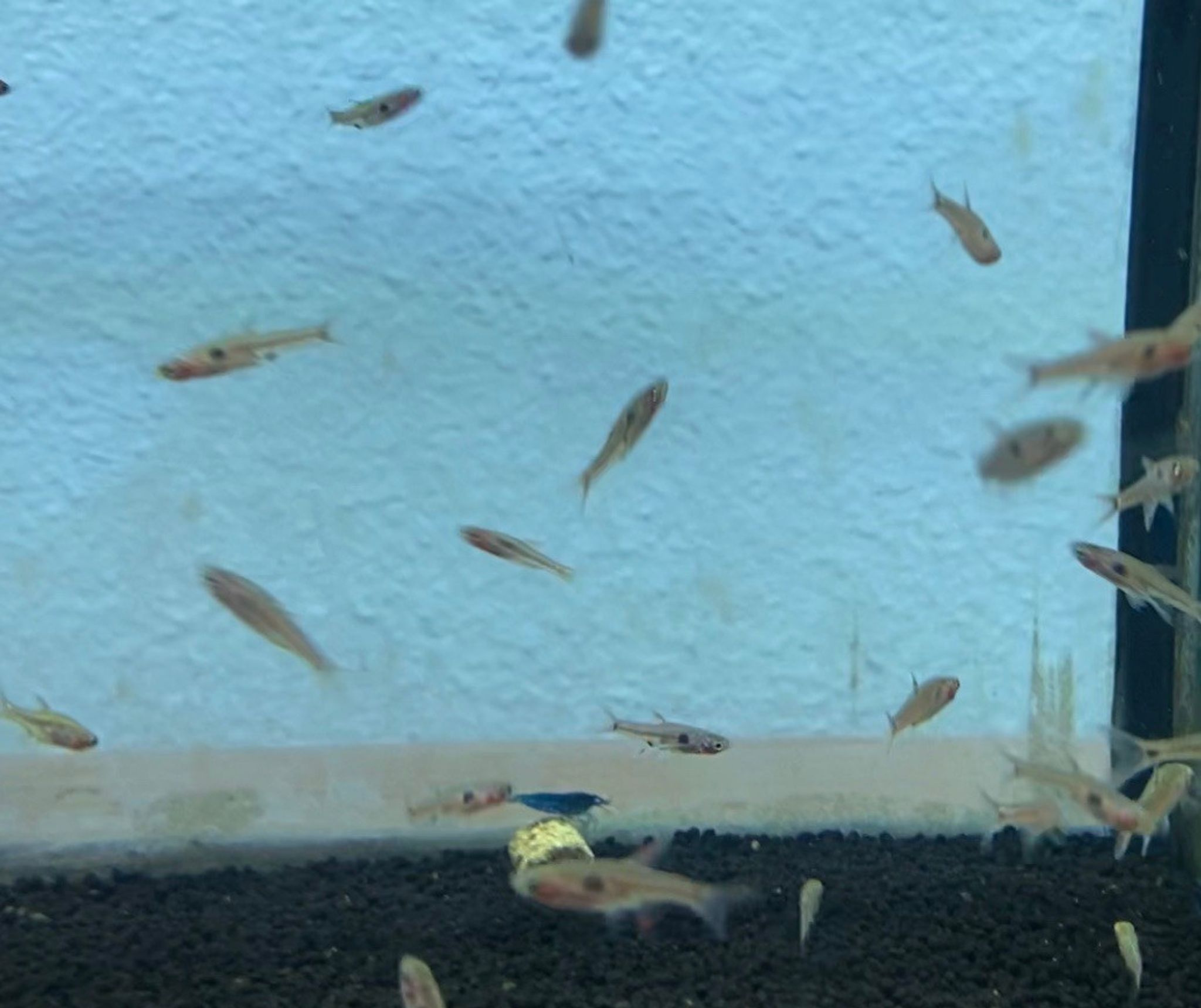 Dwarf Spotted Rasbora