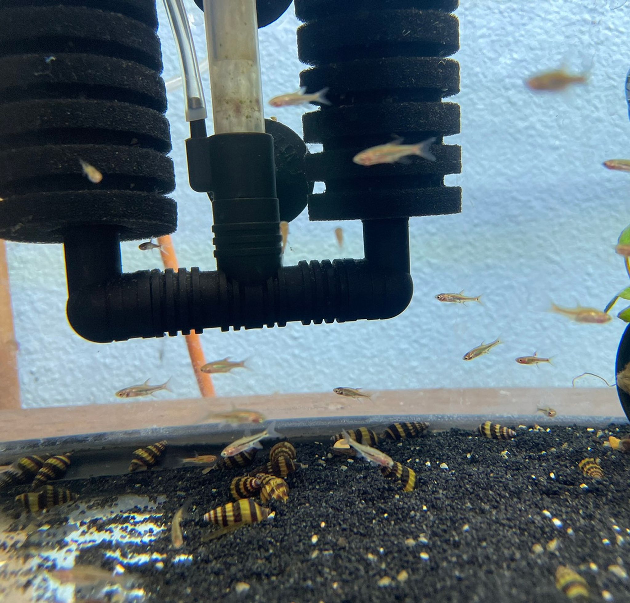 Dwarf Spotted Rasbora