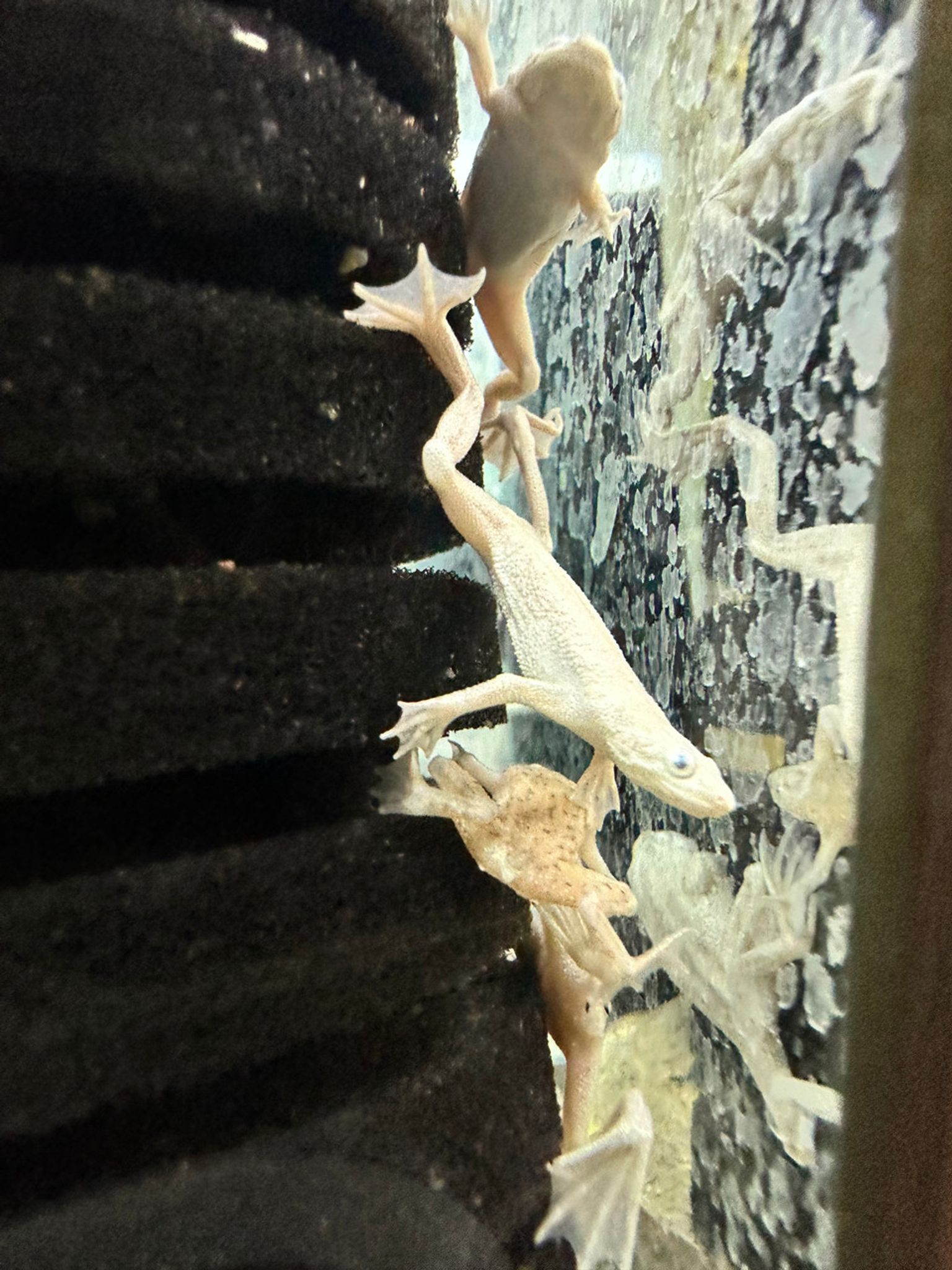 Dwarf Zaire Platinum African Dwarf Frog