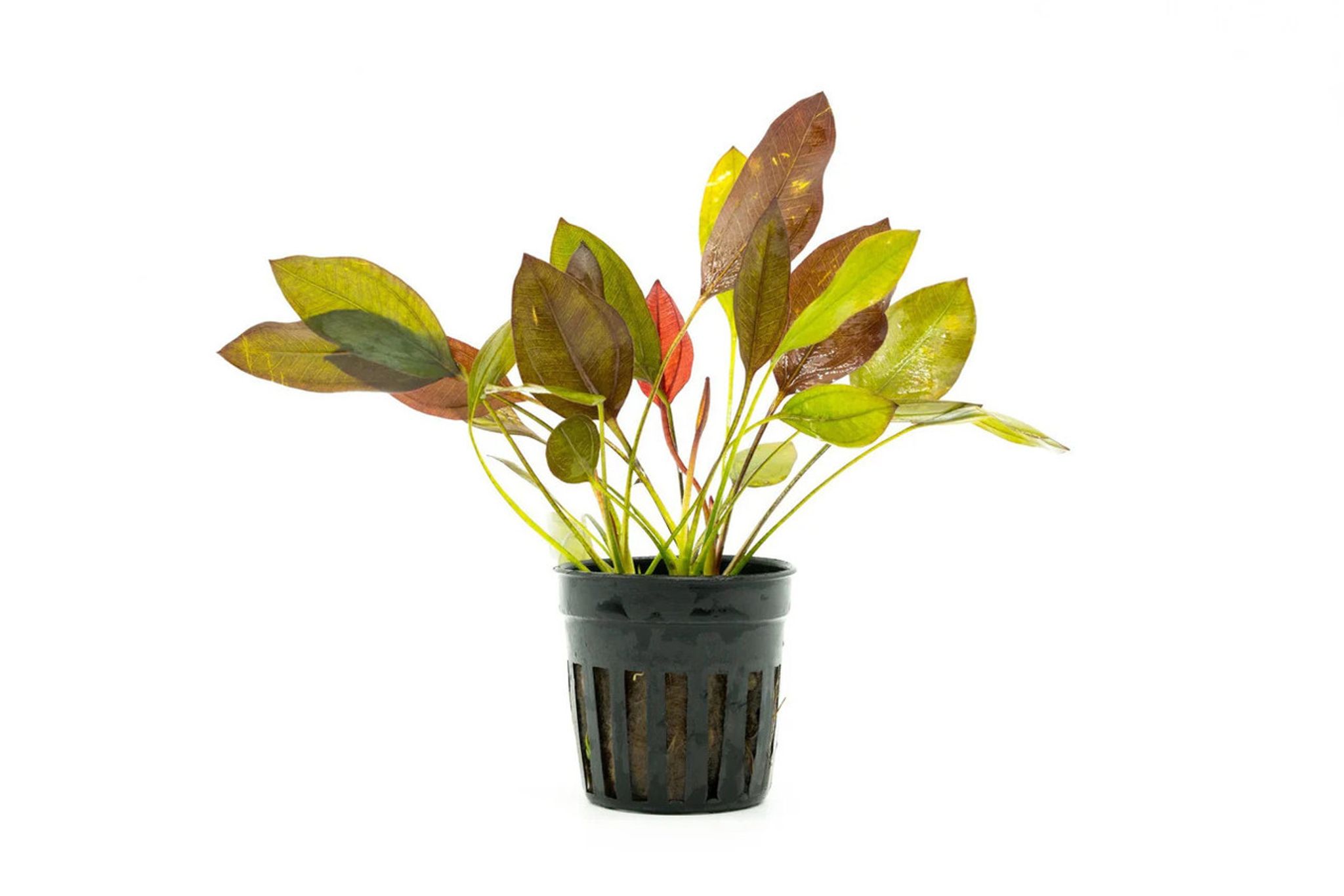 Echinodorus Aflame