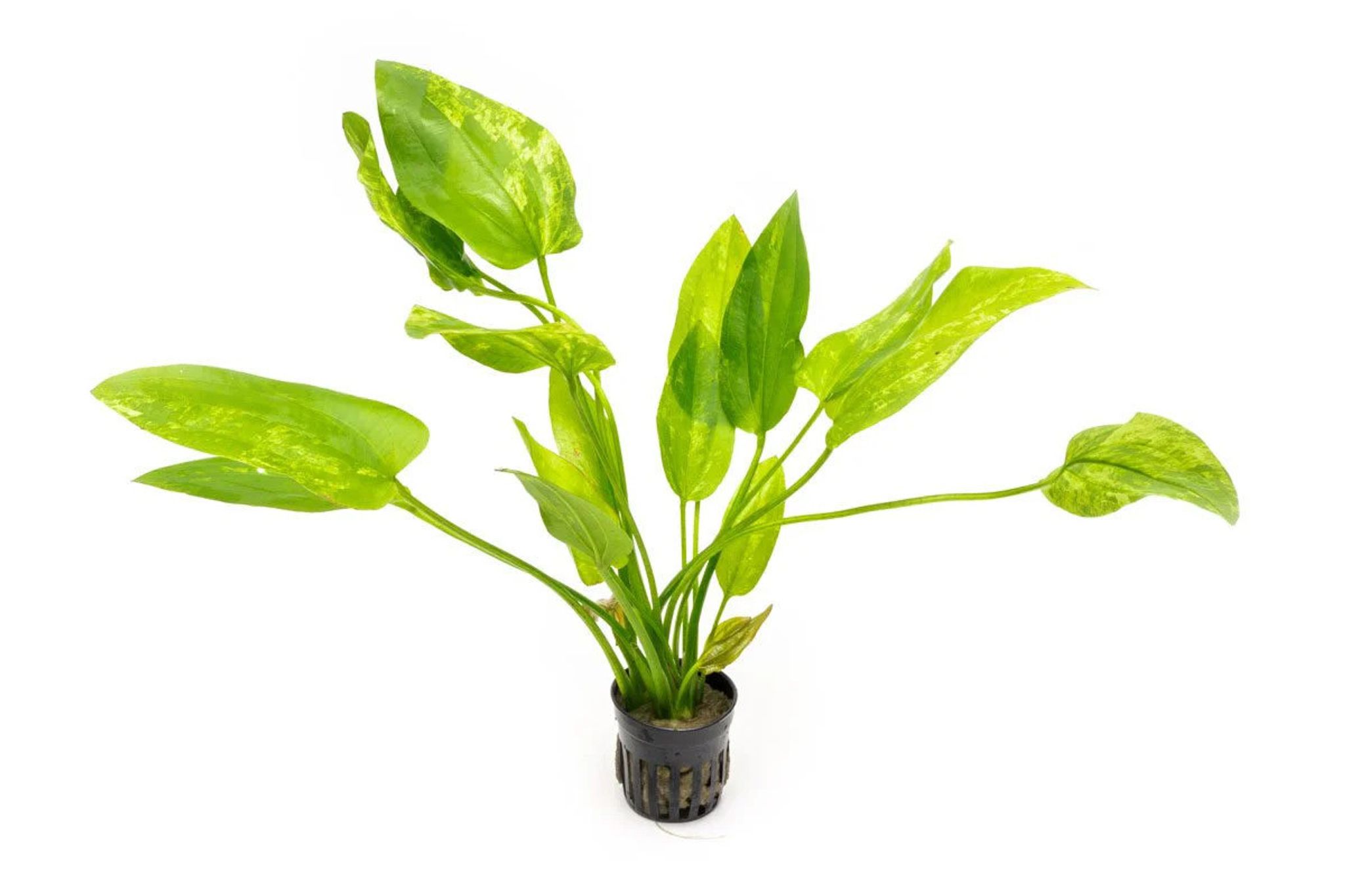 Echinodorus Marble Queen
