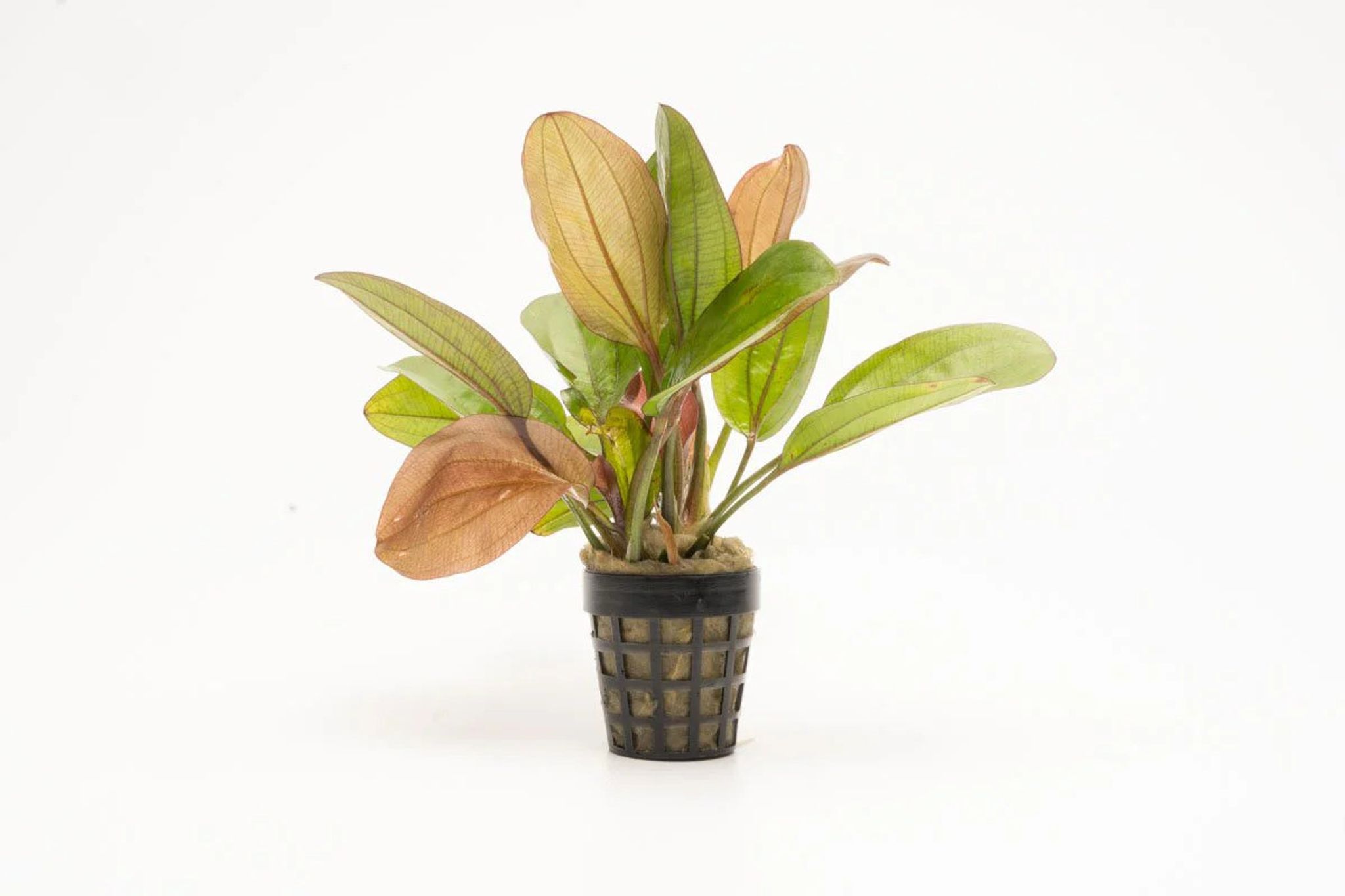 Echinodorus Red Flame Potted
