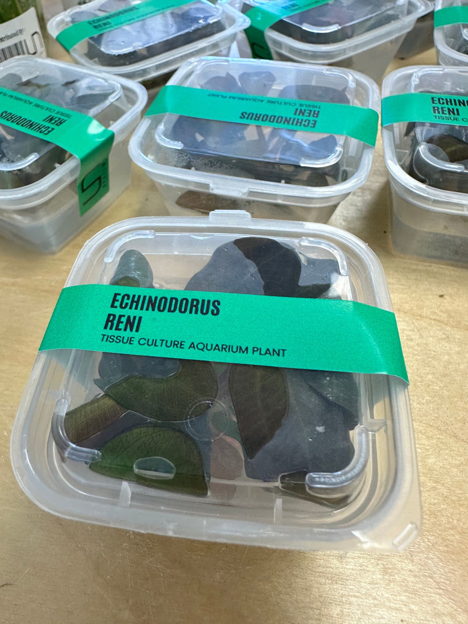 Echinodorus Reni UNS Tissue Culture