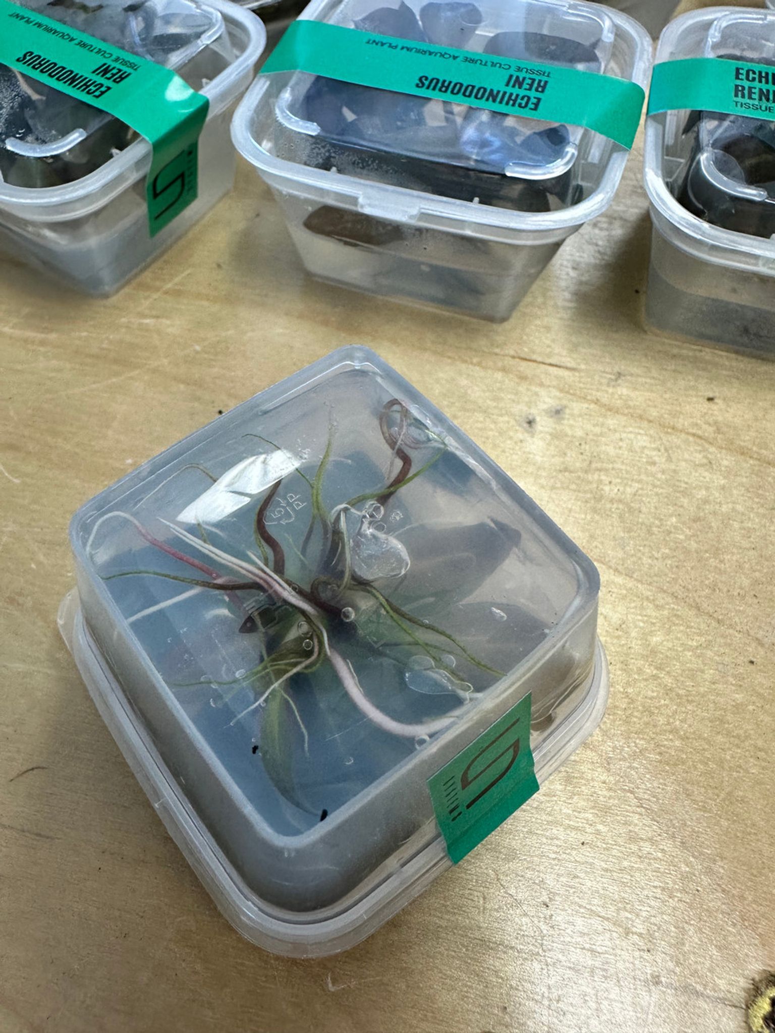 Echinodorus Reni UNS Tissue Culture