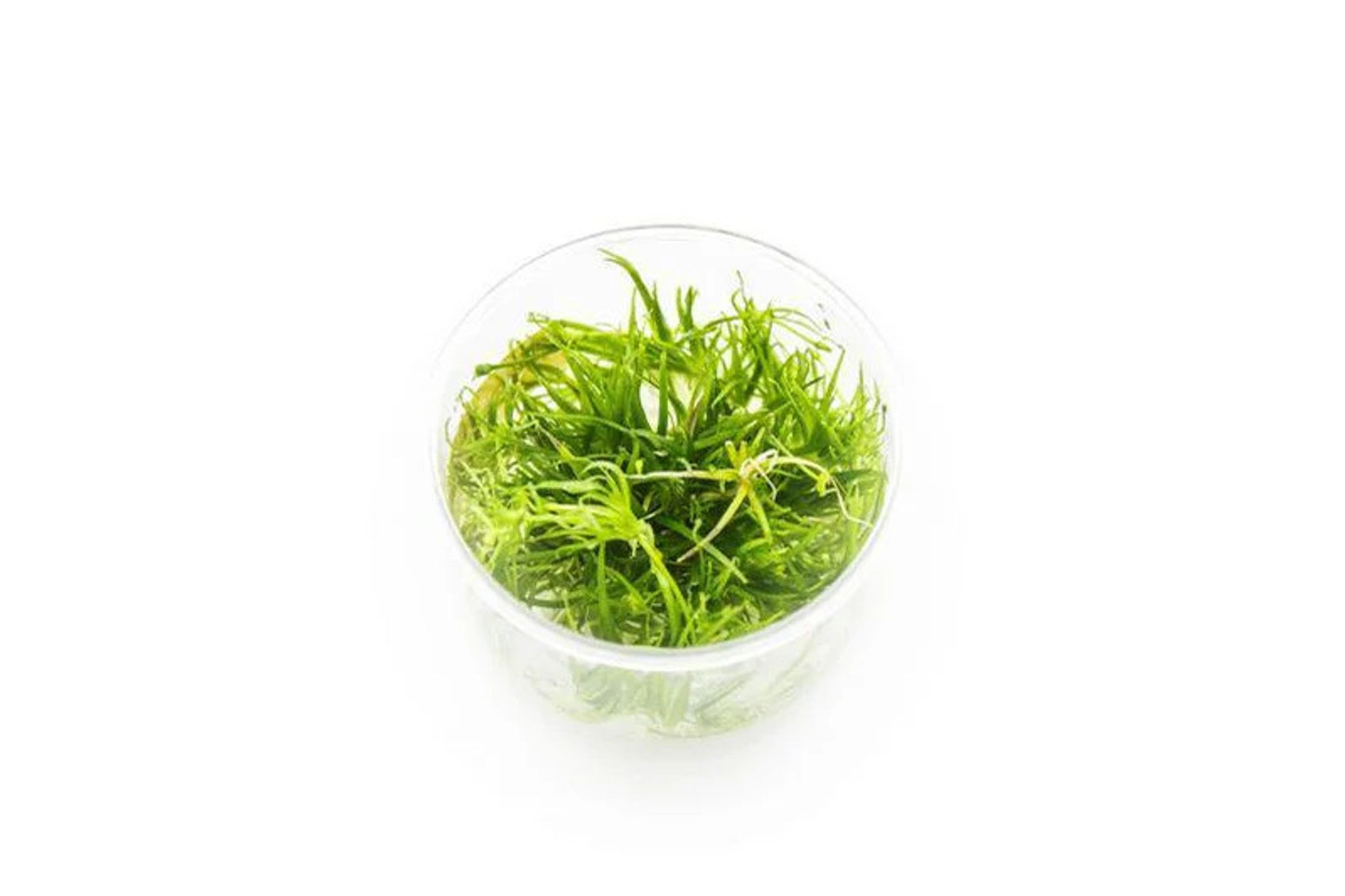 Echinodorus Tenellus Micro Aquatic Farmer Tissue Culture