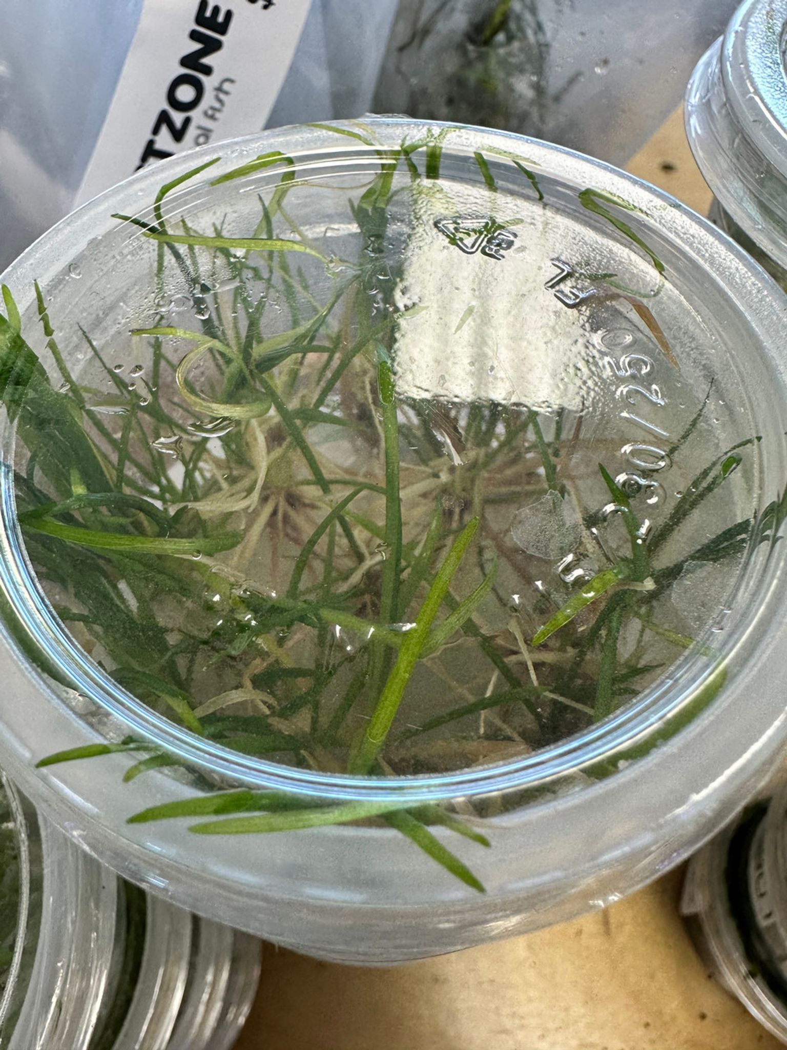 Echinodorus Tenellus Micro Aquatic Farmer Tissue Culture