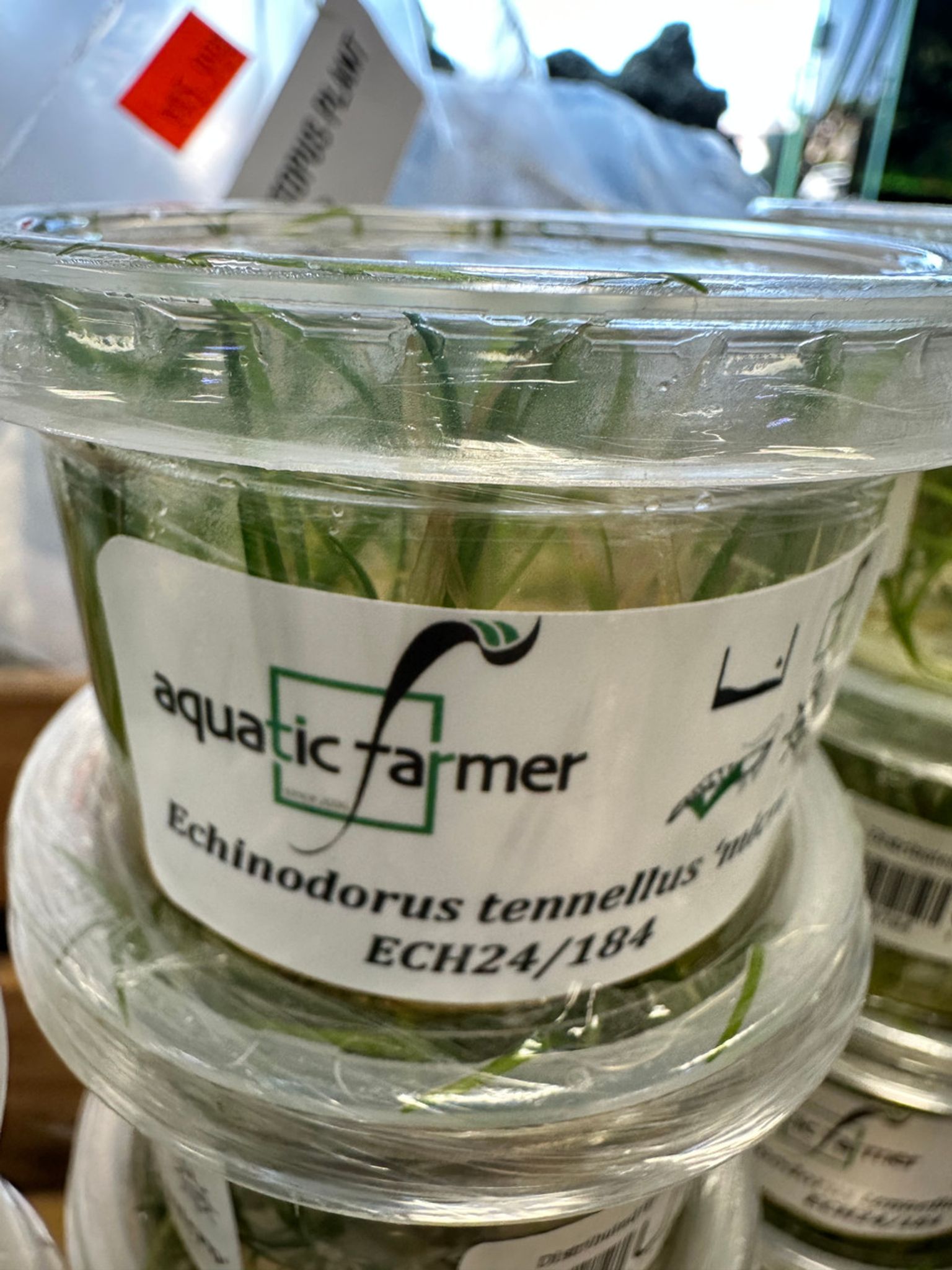 Echinodorus Tenellus Micro Tissue Culture