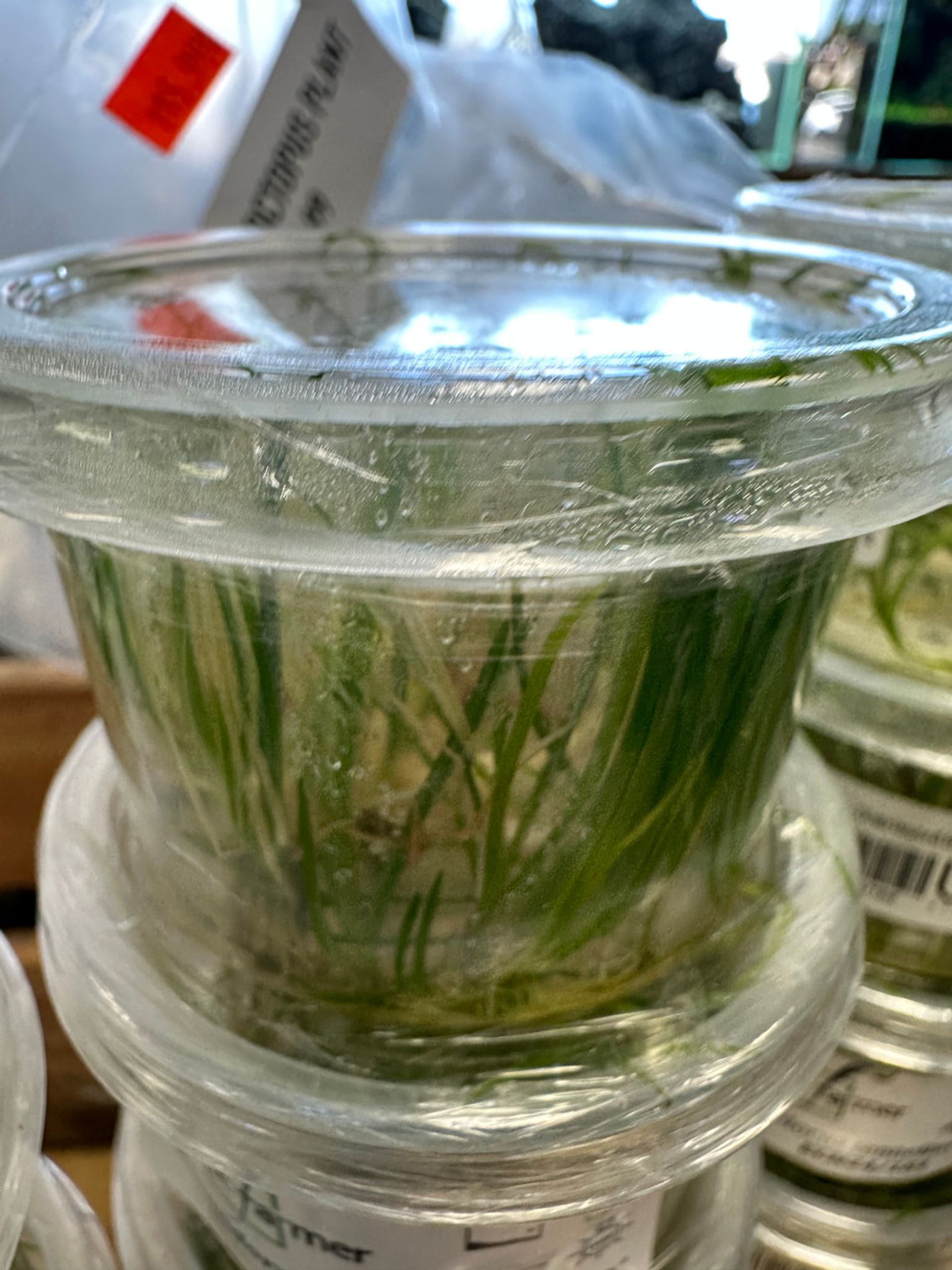 Echinodorus Tenellus Micro Tissue Culture