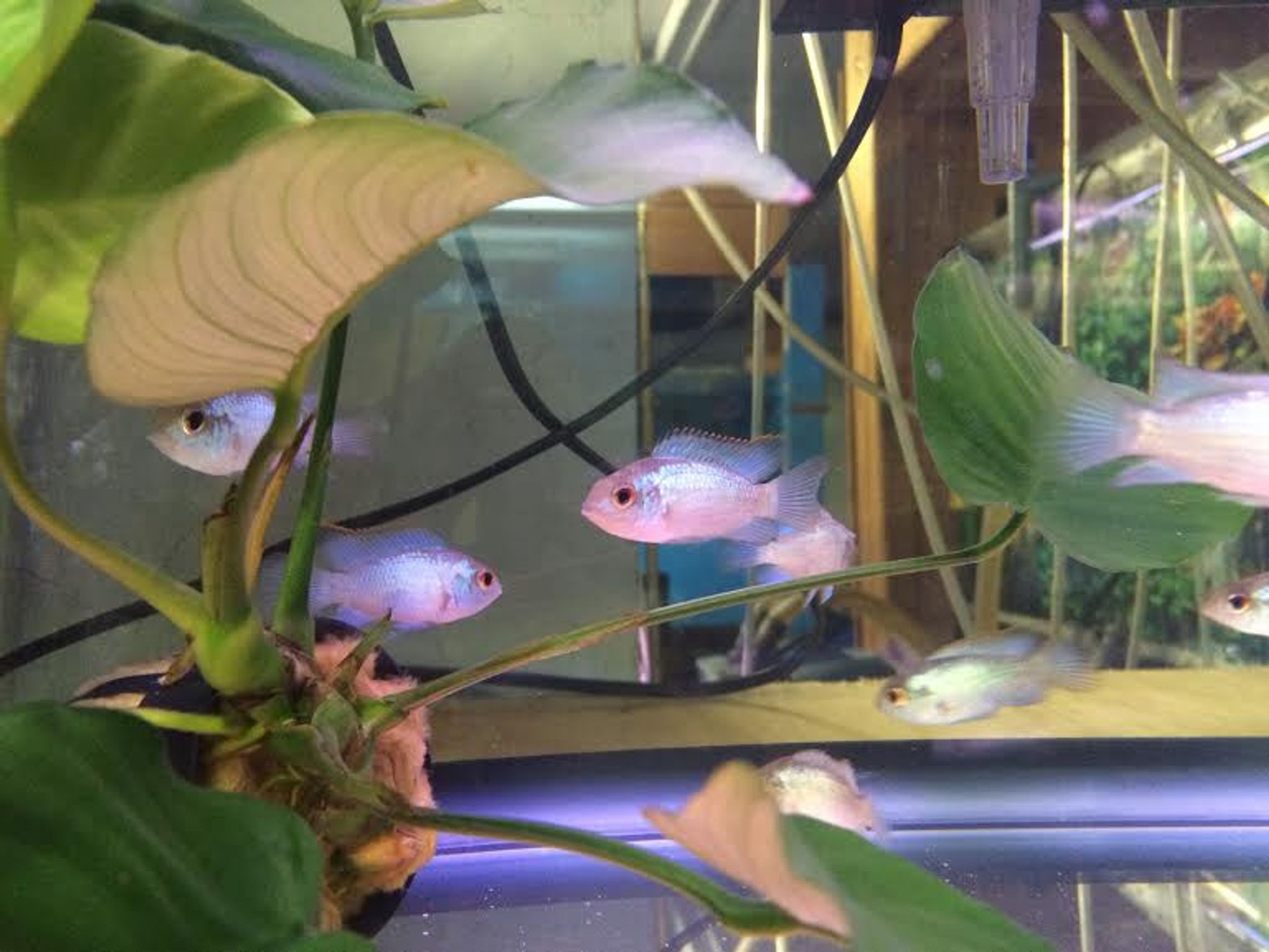 Electric Blue Acara Cichlid