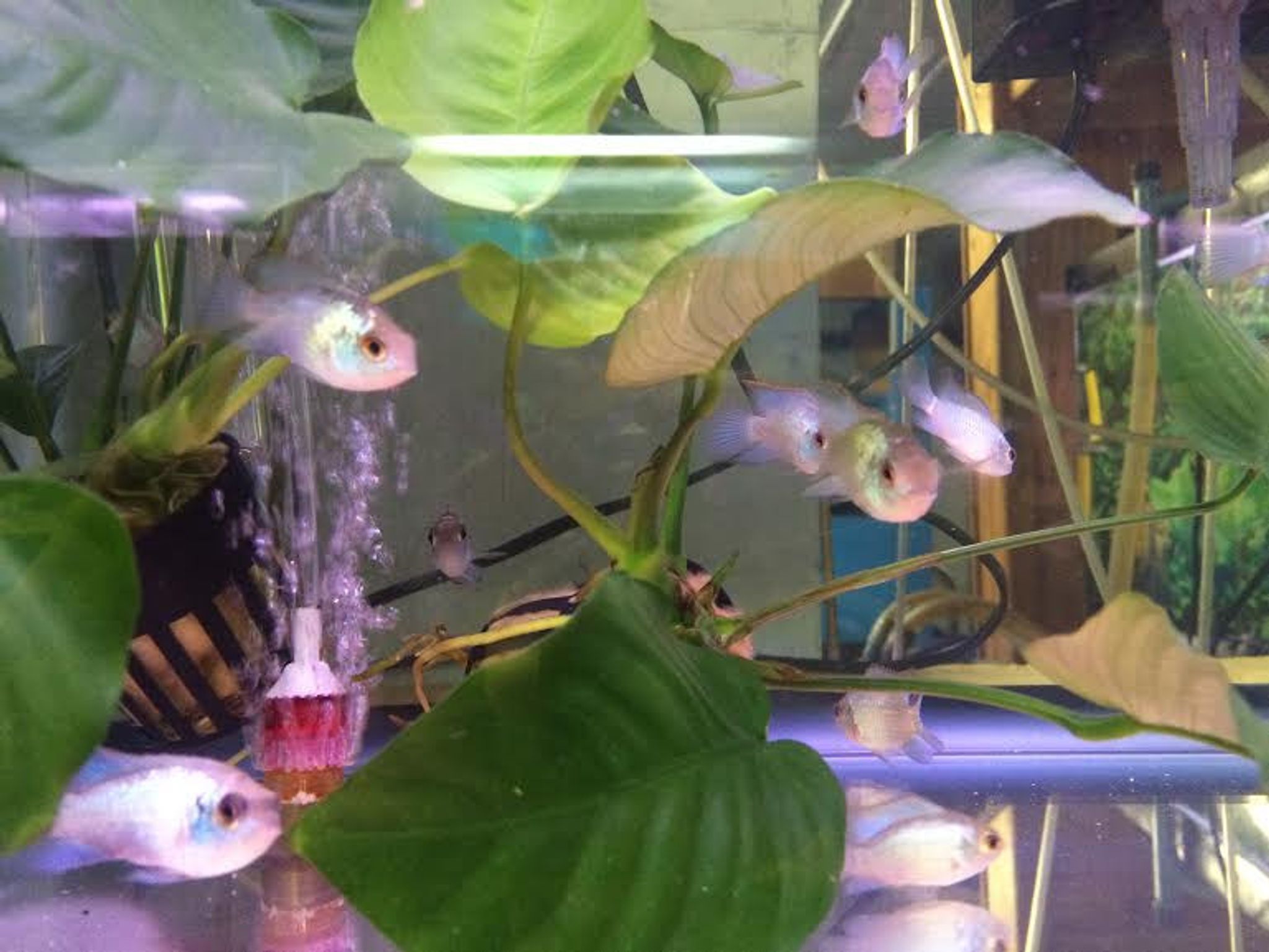 Electric Blue Acara Cichlid
