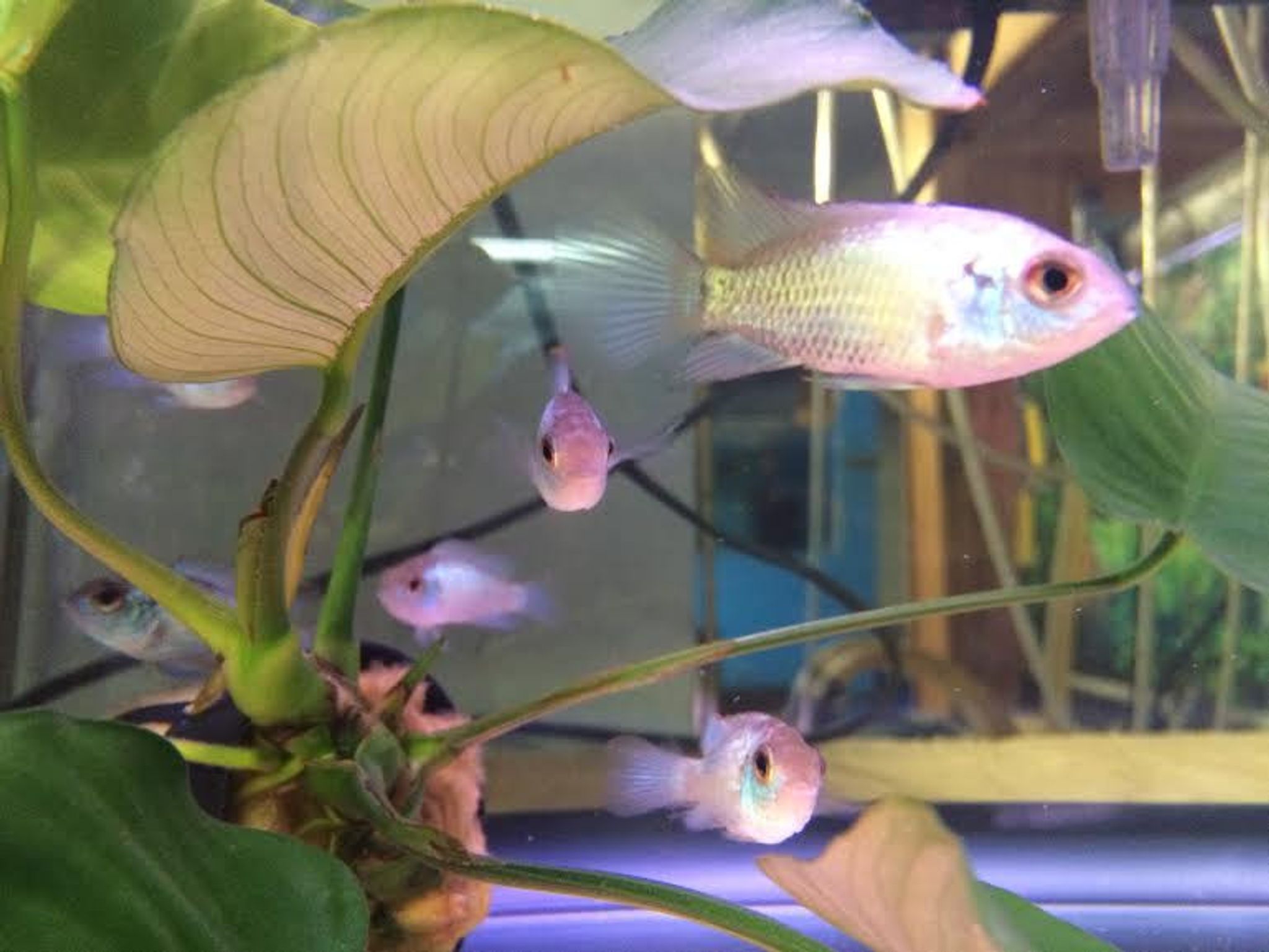 Electric Blue Acara Cichlid