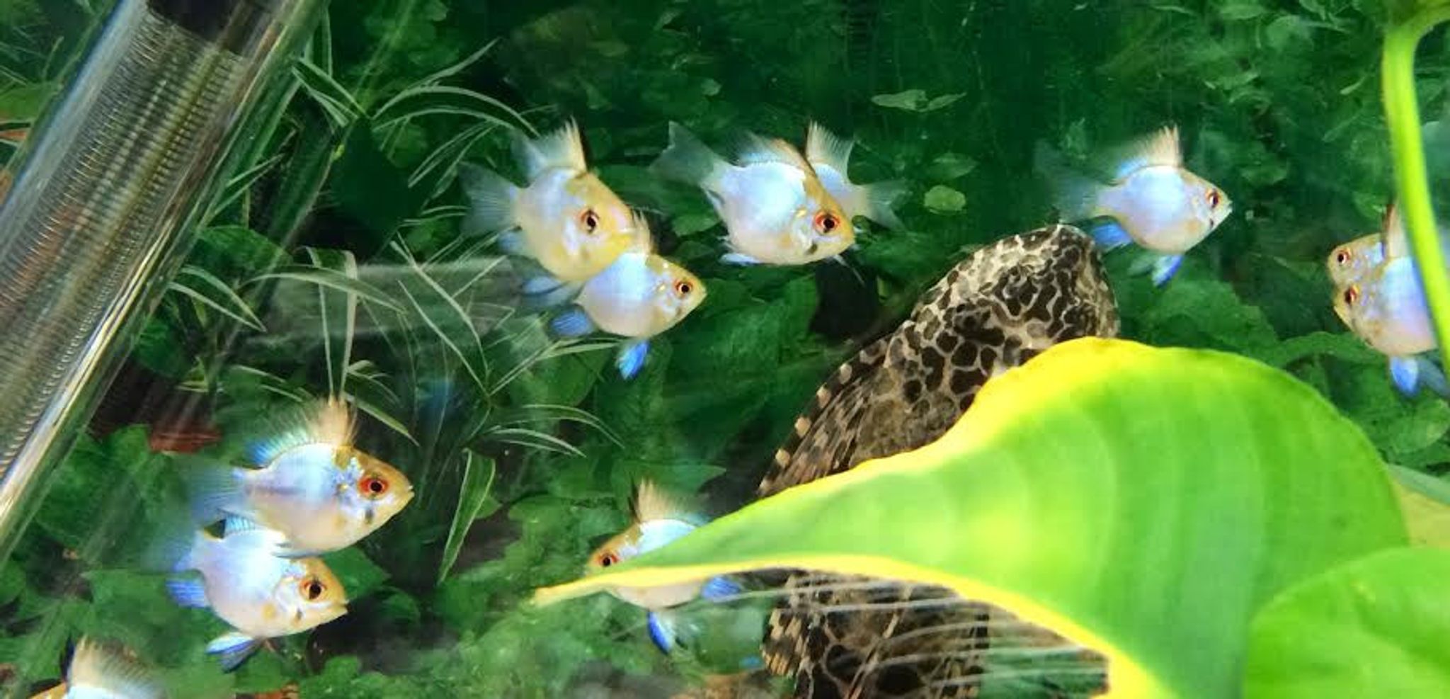 Electric Blue Balloon Ram