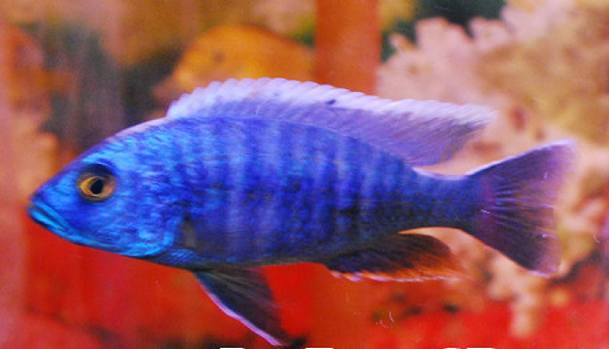 ELECTRIC BLUE CICHLID (Sciaenochromis fryeri)