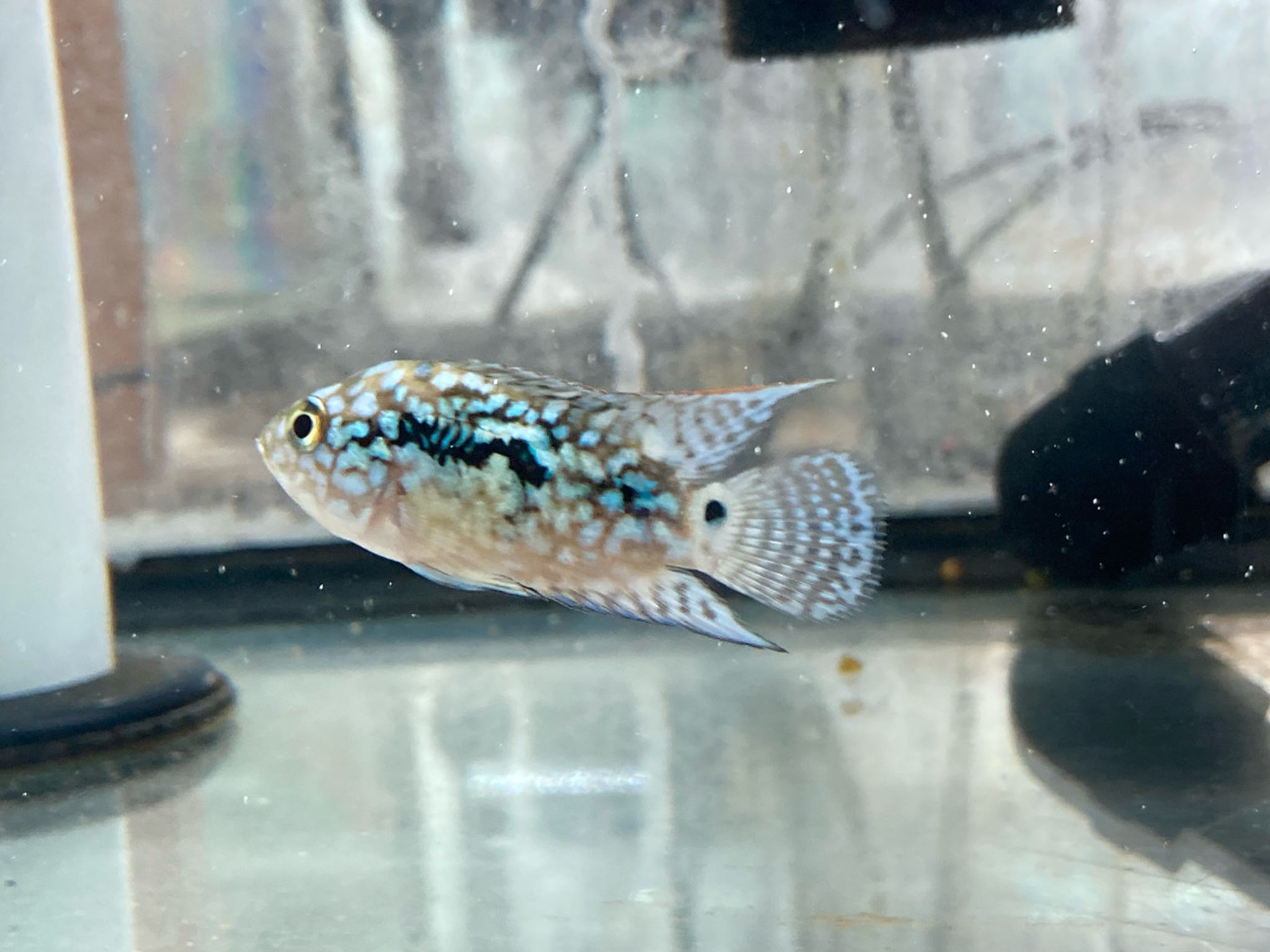 Electric Blue Jack Dempsey (EBJD)