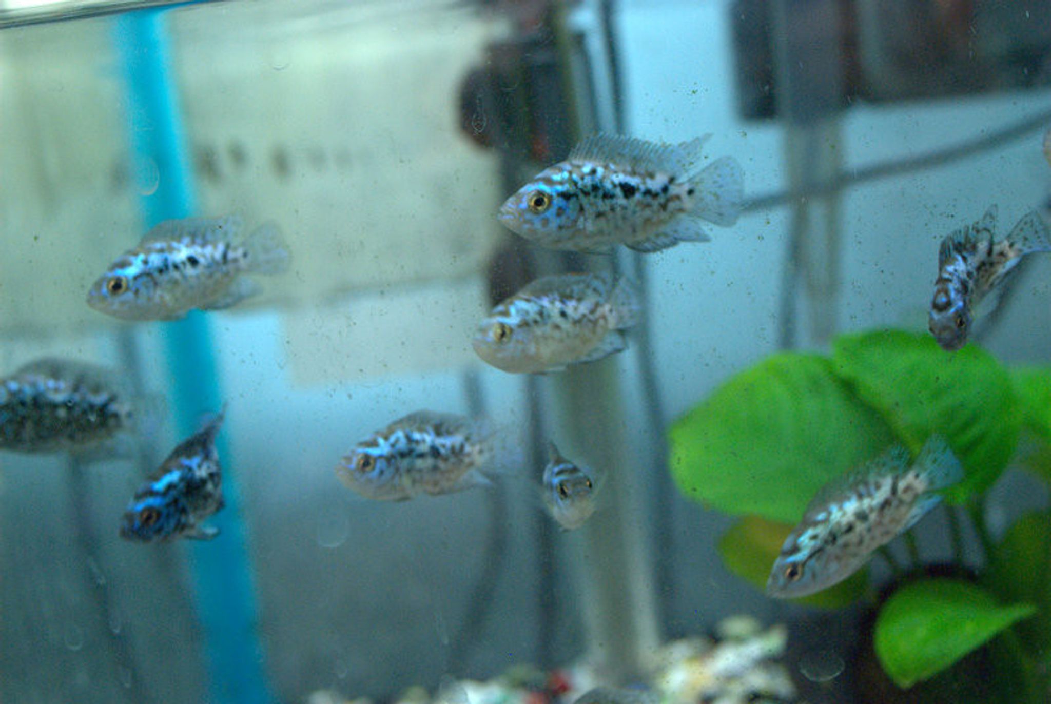 Electric Blue Jack Dempsey (EBJD)
