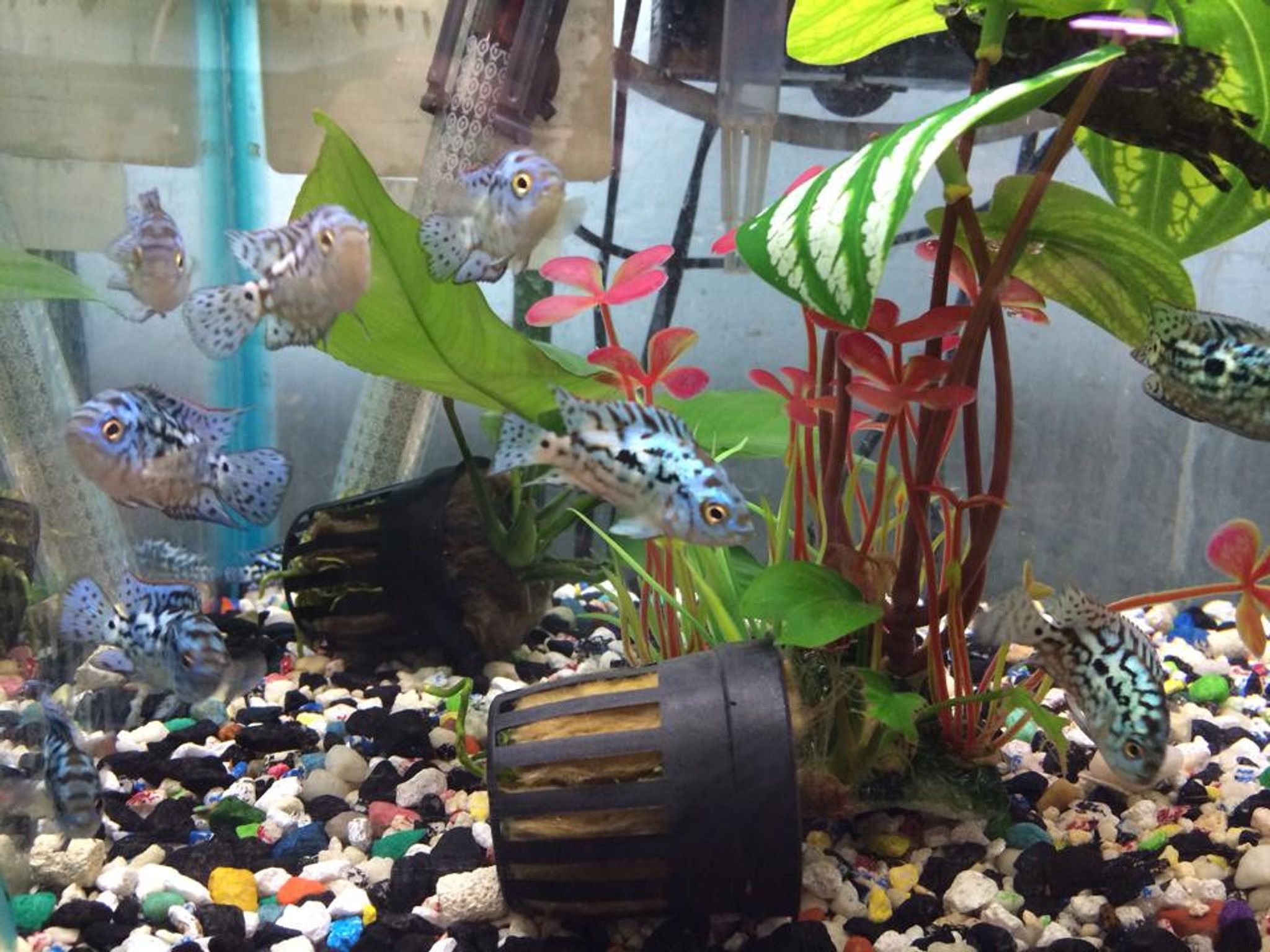 Electric Blue Jack Dempsey (EBJD)