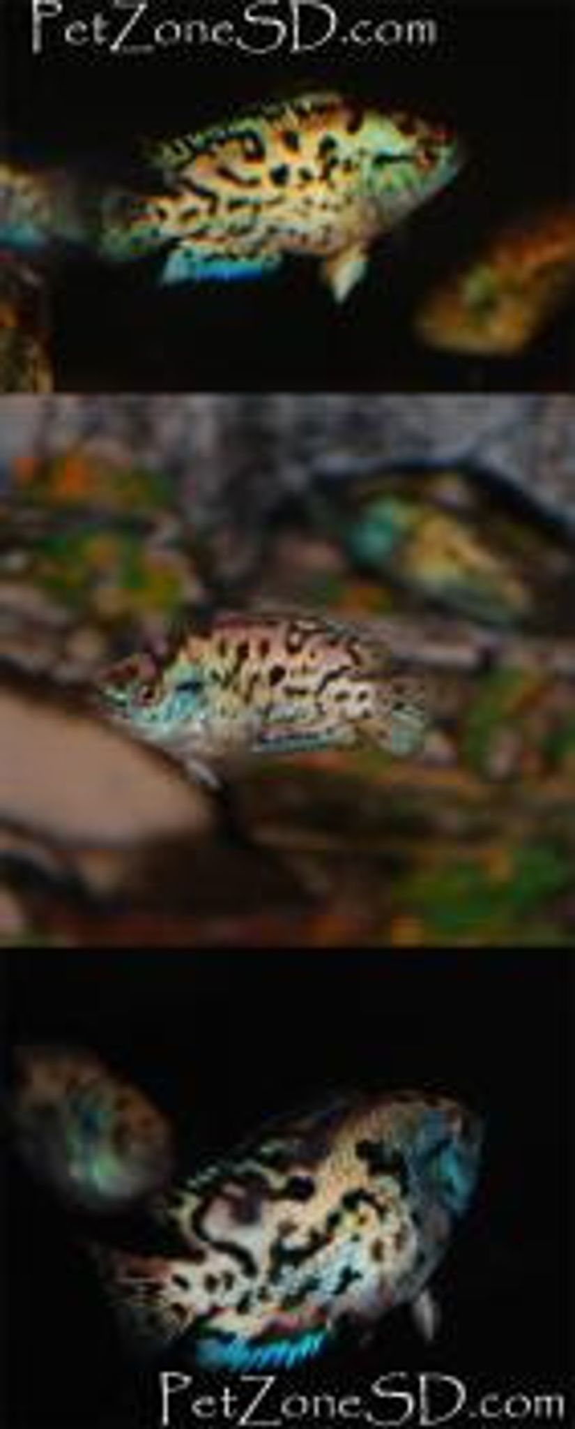 Electric Blue Jack Dempsey (EBJD)