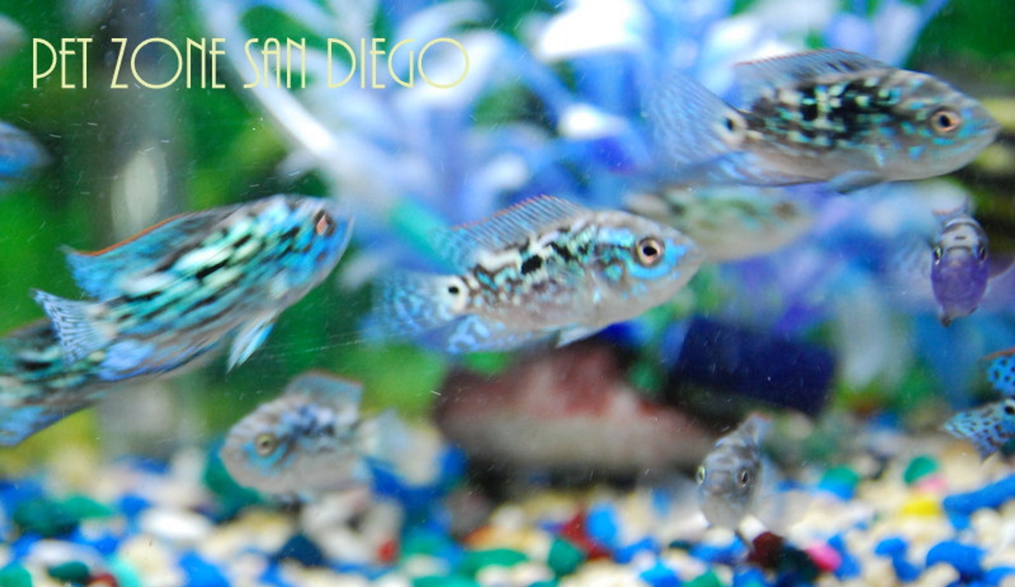 Electric Blue Jack Dempsey (EBJD)