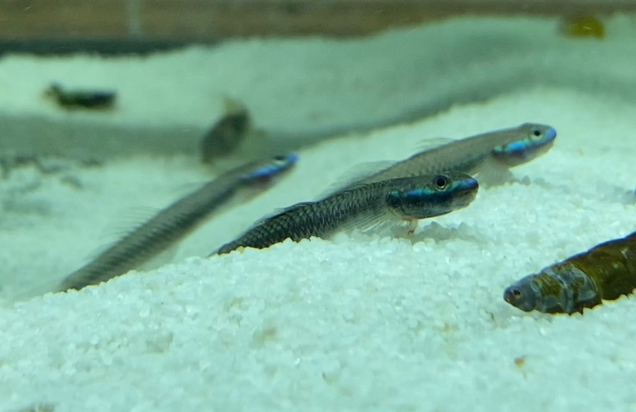 Electric Blue Neon Stiphodon Goby - Stiphodon atropurpurensis