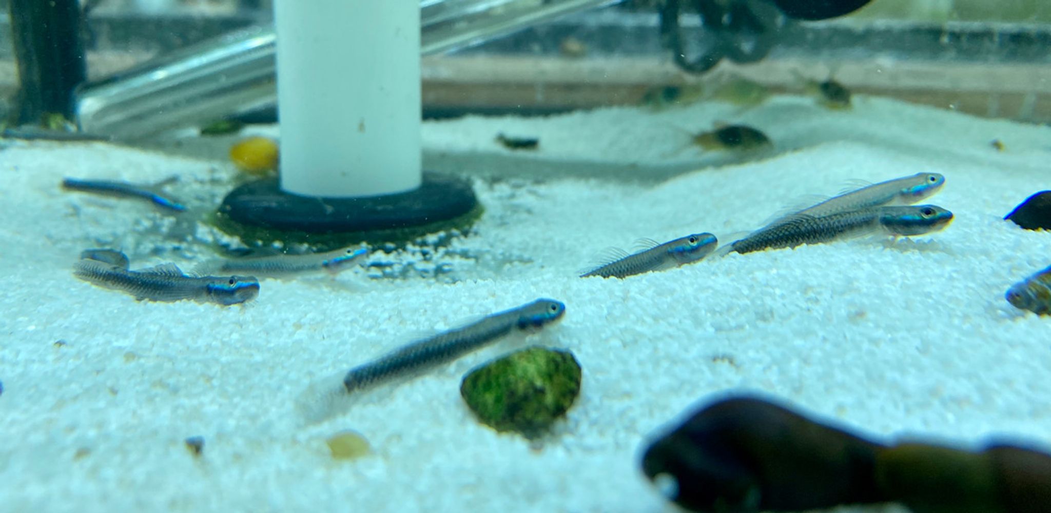 Electric Blue Neon Stiphodon Goby - Stiphodon atropurpurensis