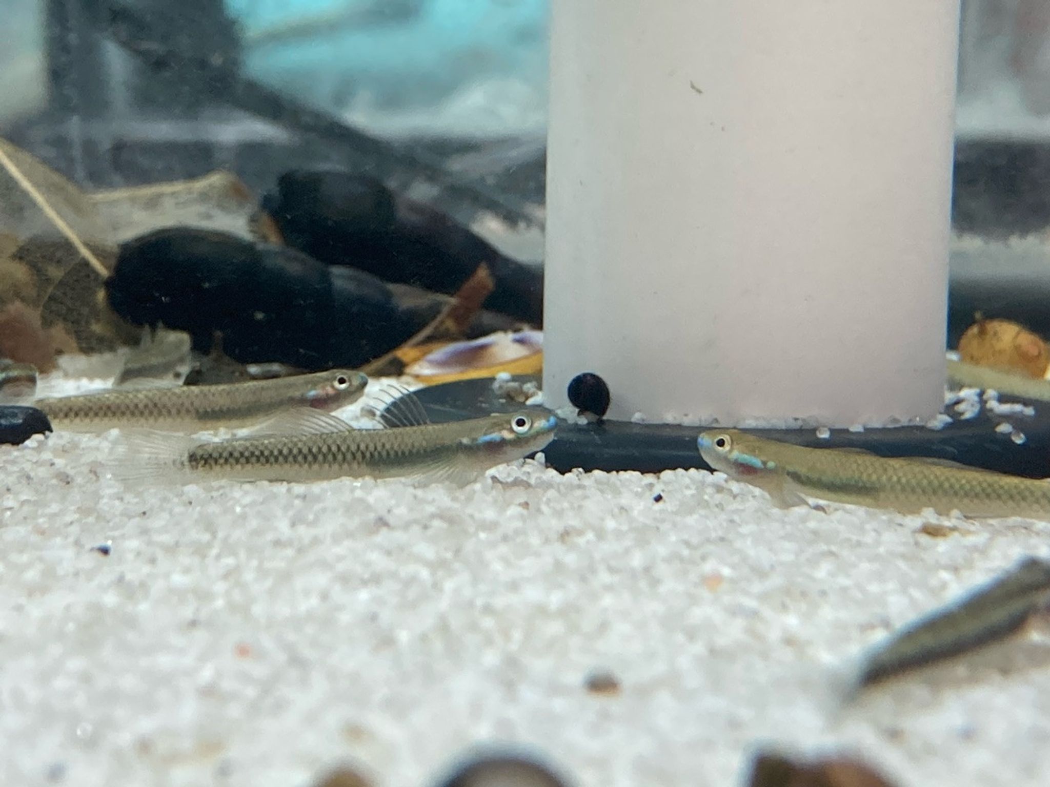 Electric Blue Neon Stiphodon Goby - Stiphodon atropurpurensis